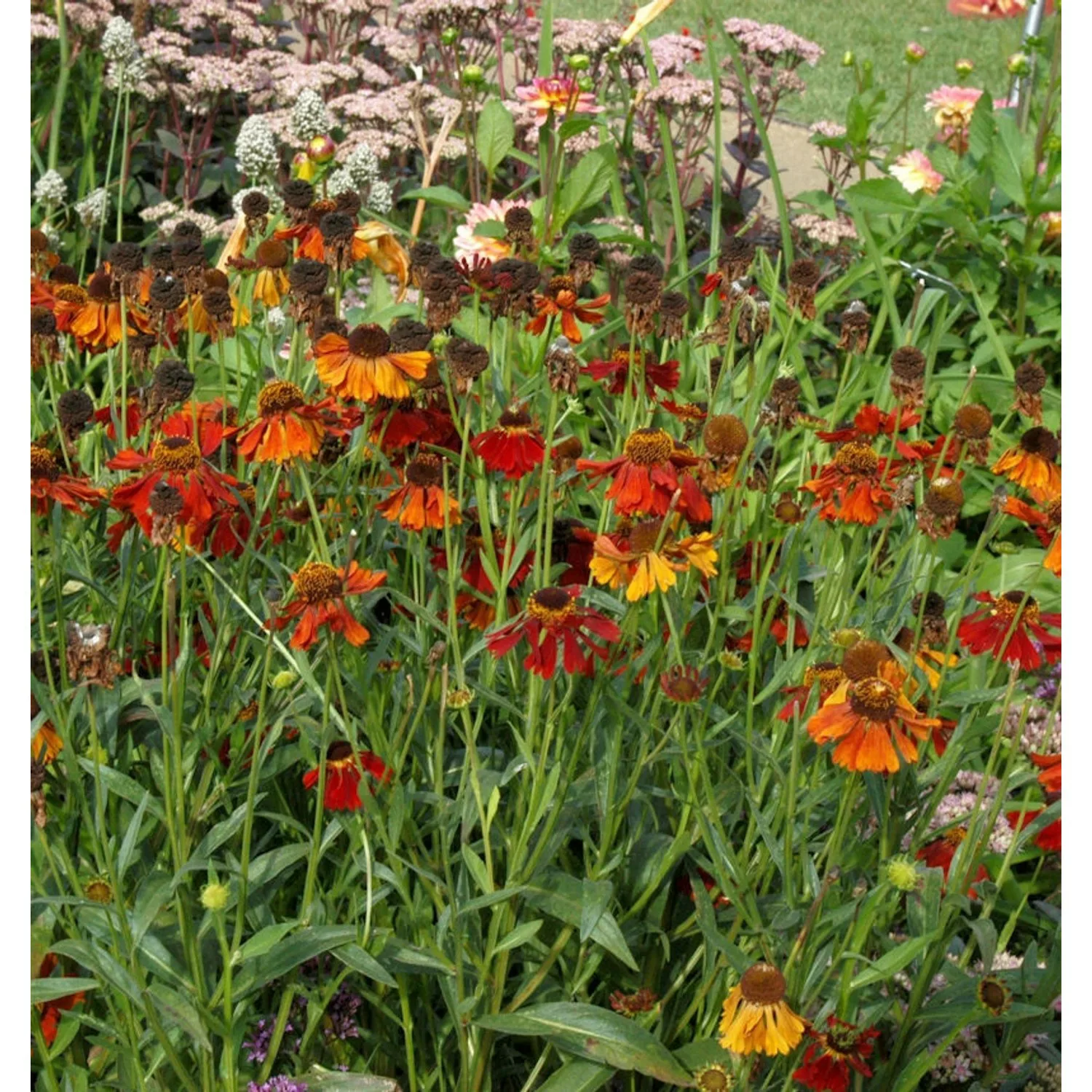 Sonnenbraut Mahagoni - Helenium cultorum günstig online kaufen