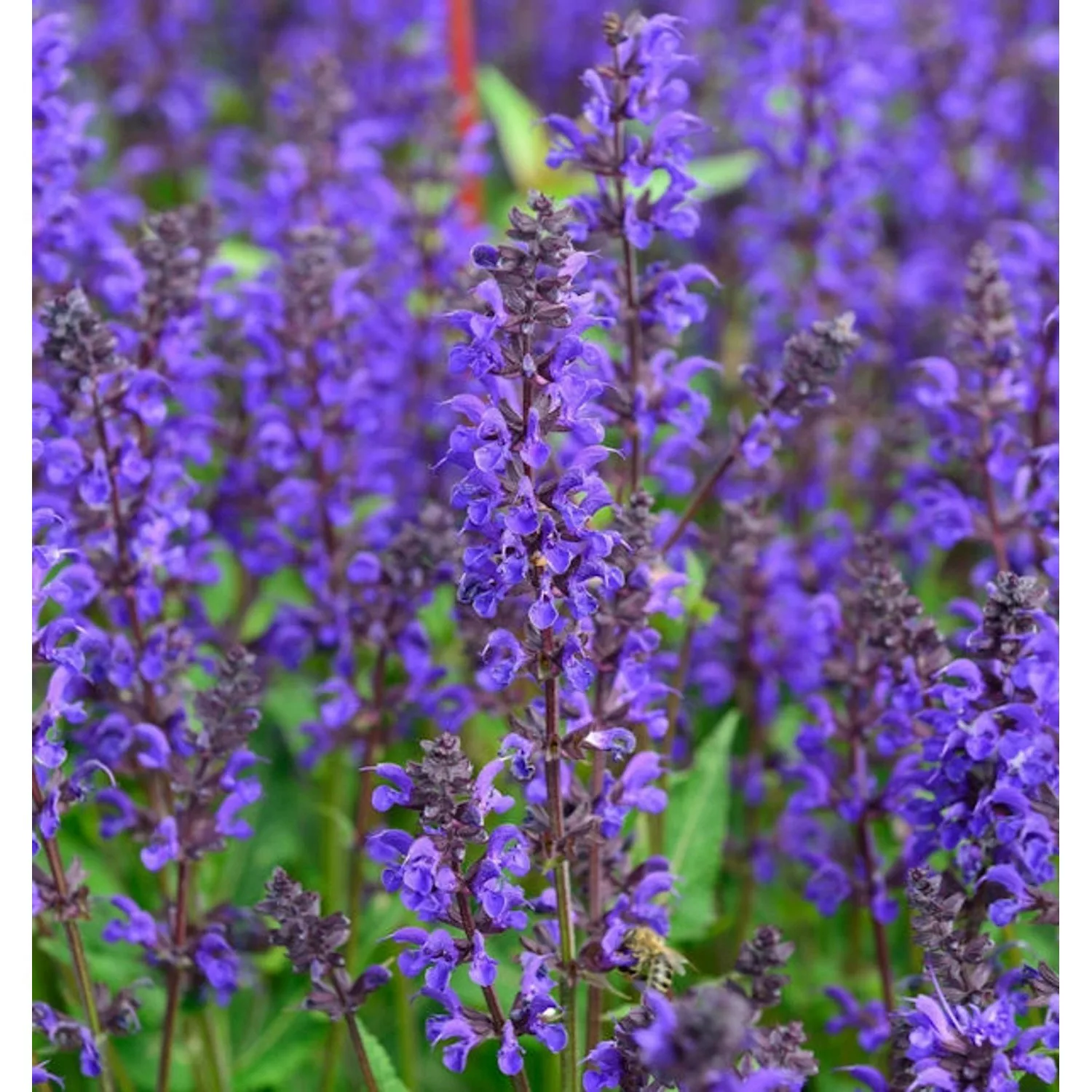 Salbei Viola Klose - Salvia nemorosa günstig online kaufen