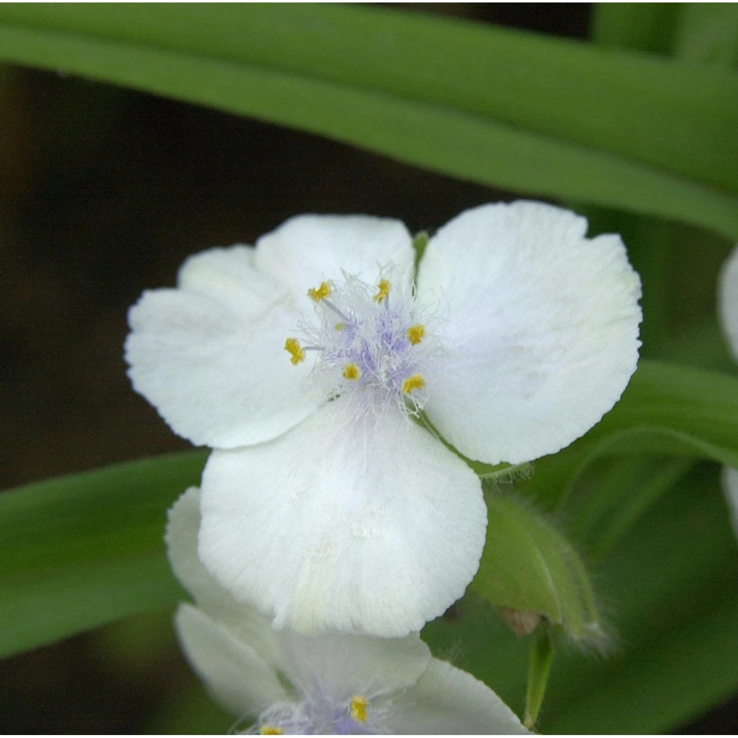 Dreimasterblumen Gisela - Tradescantia andersoniana günstig online kaufen