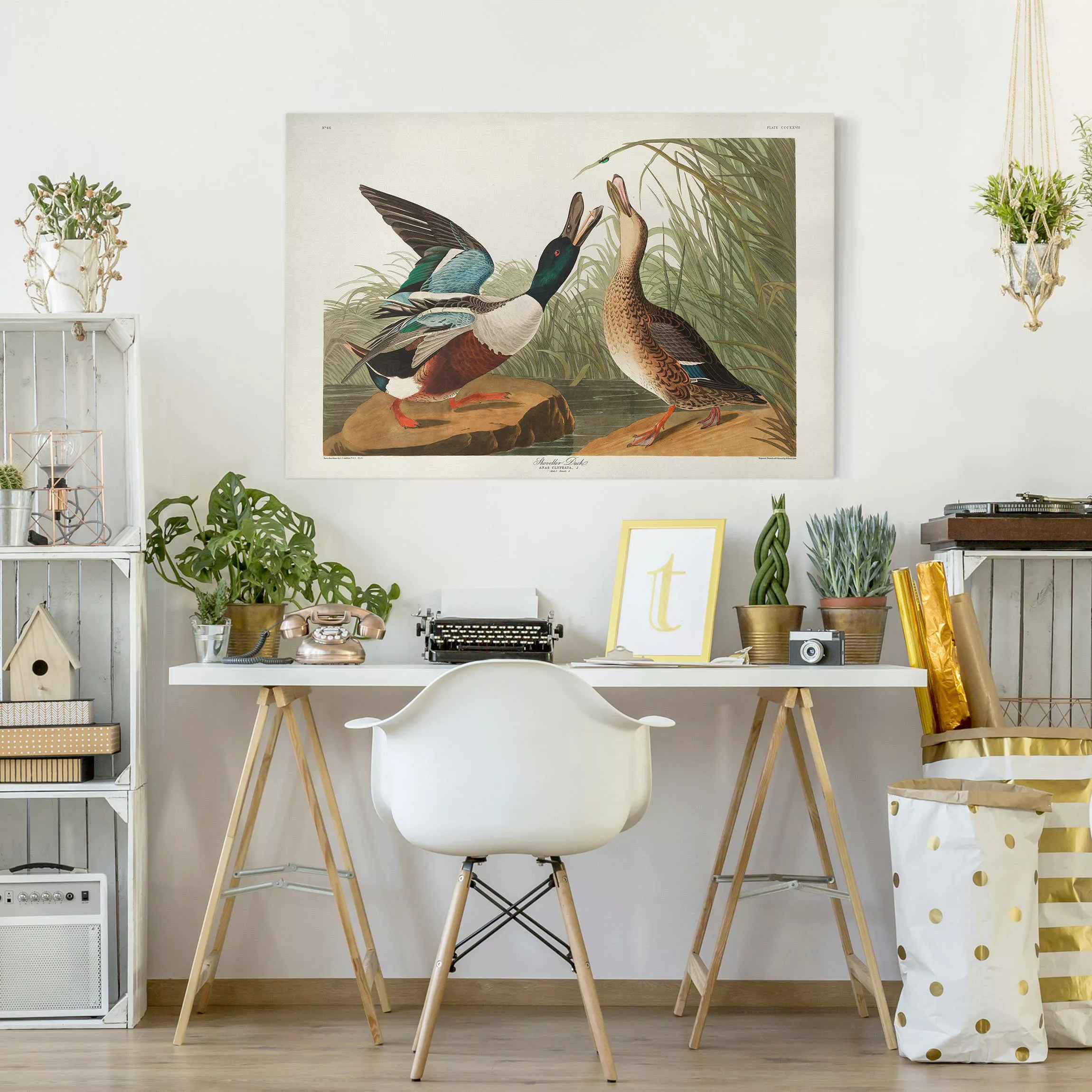 Leinwandbild Vintage Lehrtafel Enten II günstig online kaufen