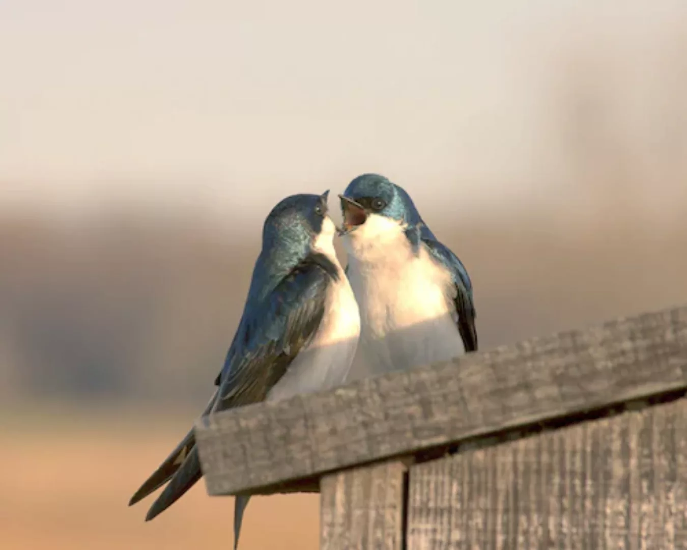 Papermoon Fototapete »Liebesvögel« günstig online kaufen