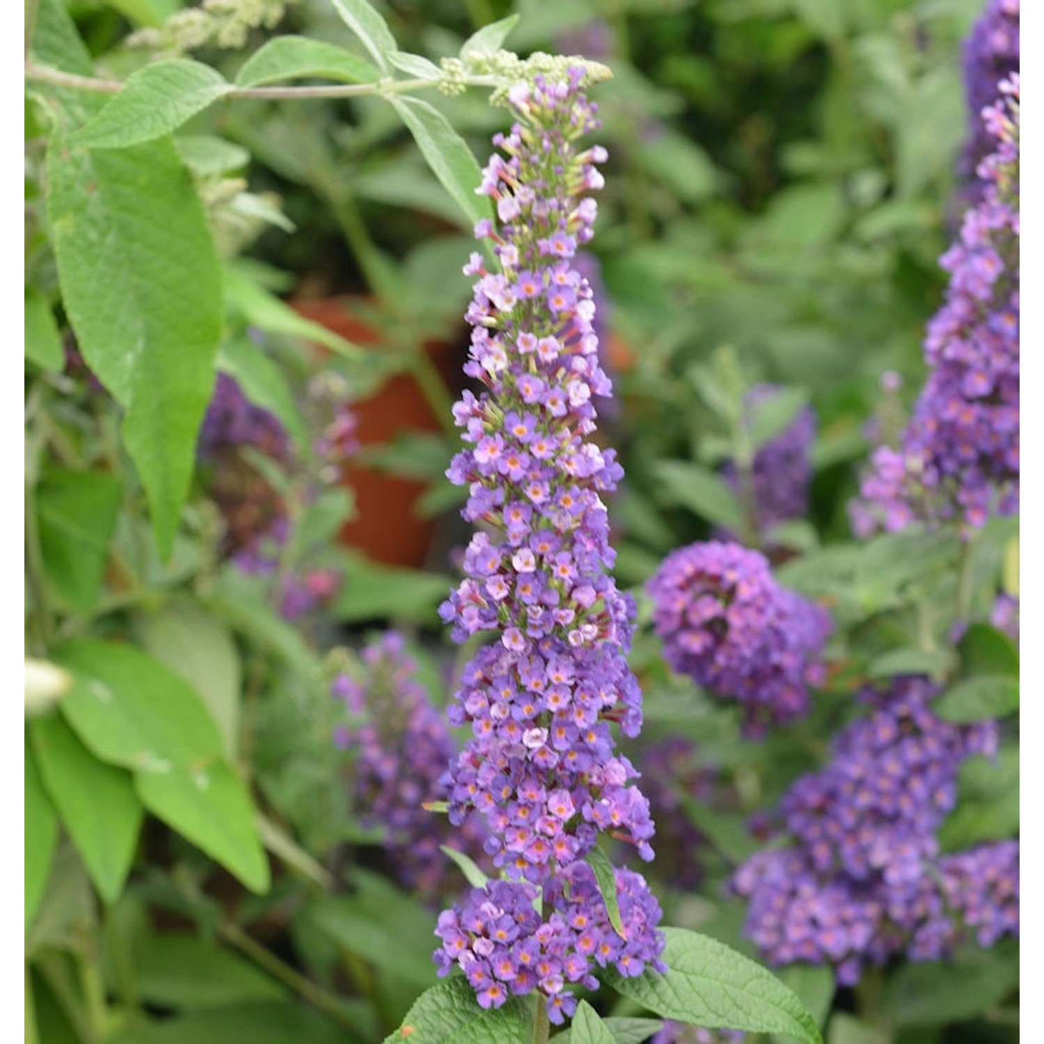 Sommerflieder Miss Violett 30-40cm - Buddleja günstig online kaufen