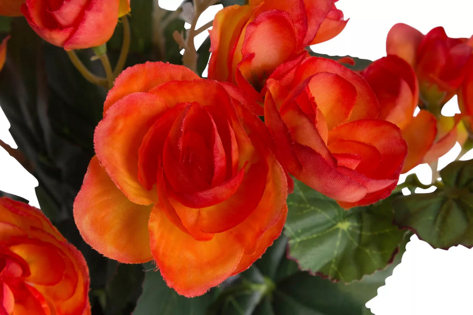 Botanic-Haus Kunstblume "Begonienbusch mit 7 Stielen" günstig online kaufen
