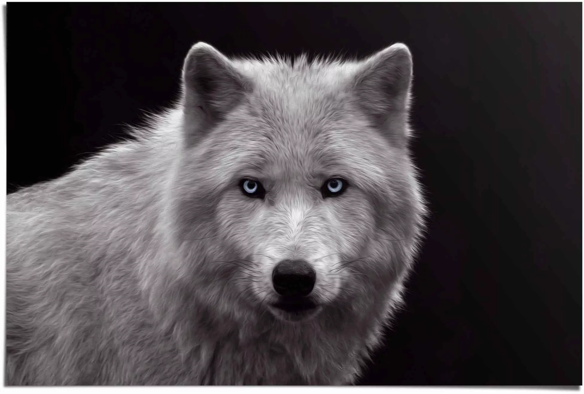 Reinders Poster "Weißer Wolf", (1 St.) günstig online kaufen