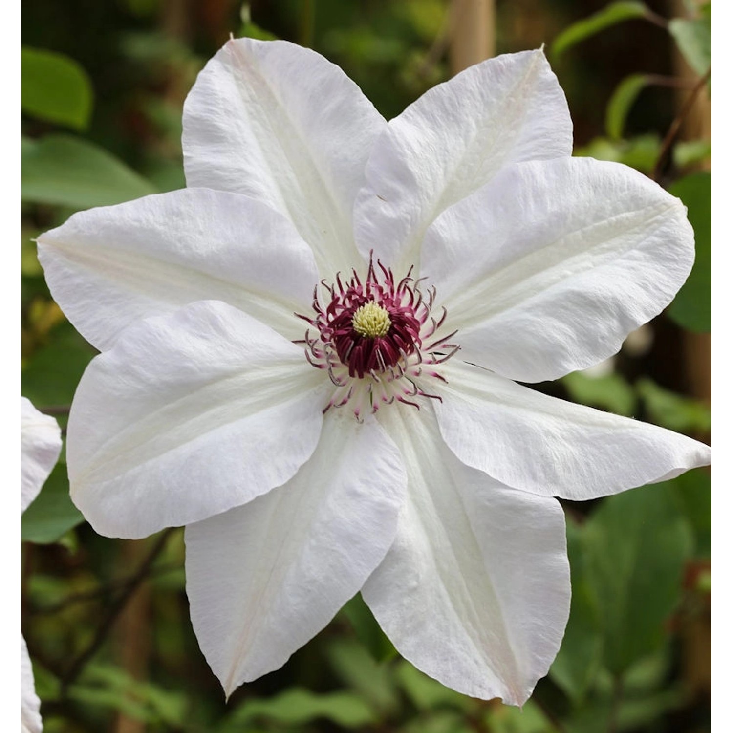 Waldrebe Miss Bateman 40-60cm - Clematis günstig online kaufen