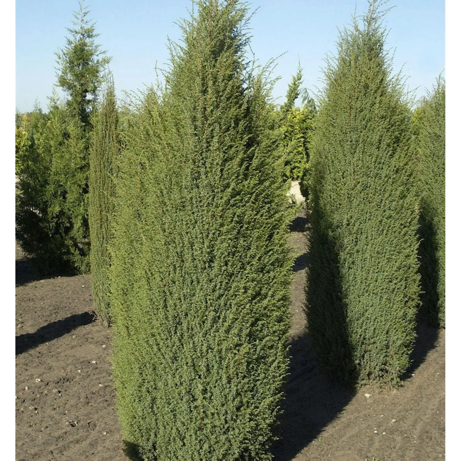 Irischer Säulenwacholder 100-125cm - Juniperus communis günstig online kaufen