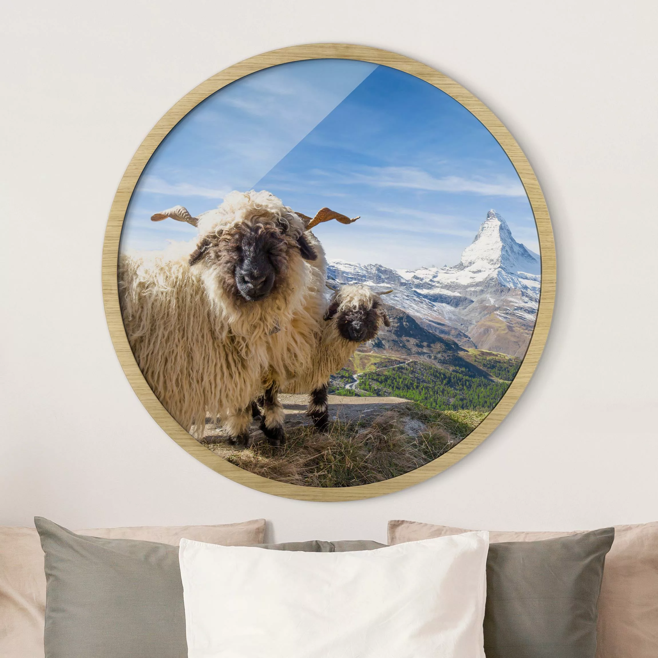 Rundes Gerahmtes Bild Schwarznasenschafe von Zermatt günstig online kaufen