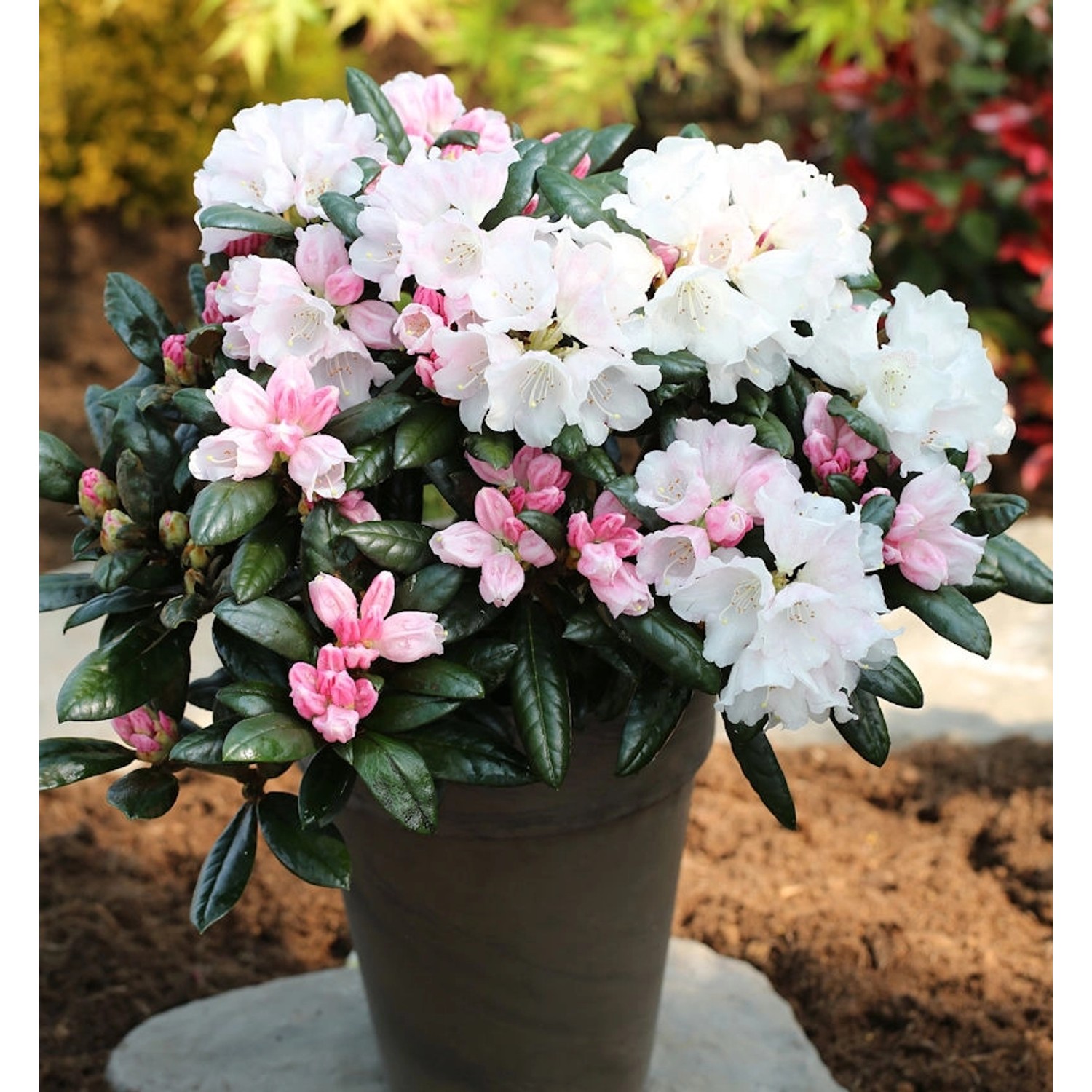 Rhododendron Hydon Velvet 25-30cm - Rhododendron bureavii günstig online kaufen