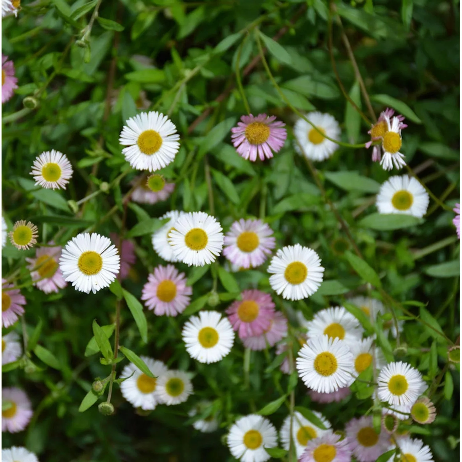 Spanisches Gänseblümchen - Erigeron karvinskianus günstig online kaufen