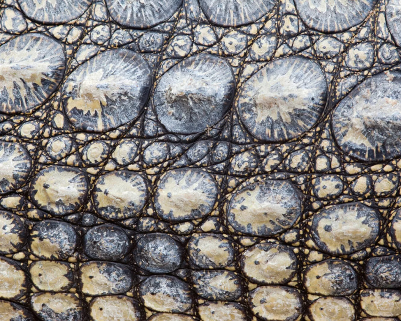 Fototapete "Krokodilhaut" 4,00x2,50 m / Glattvlies Perlmutt günstig online kaufen