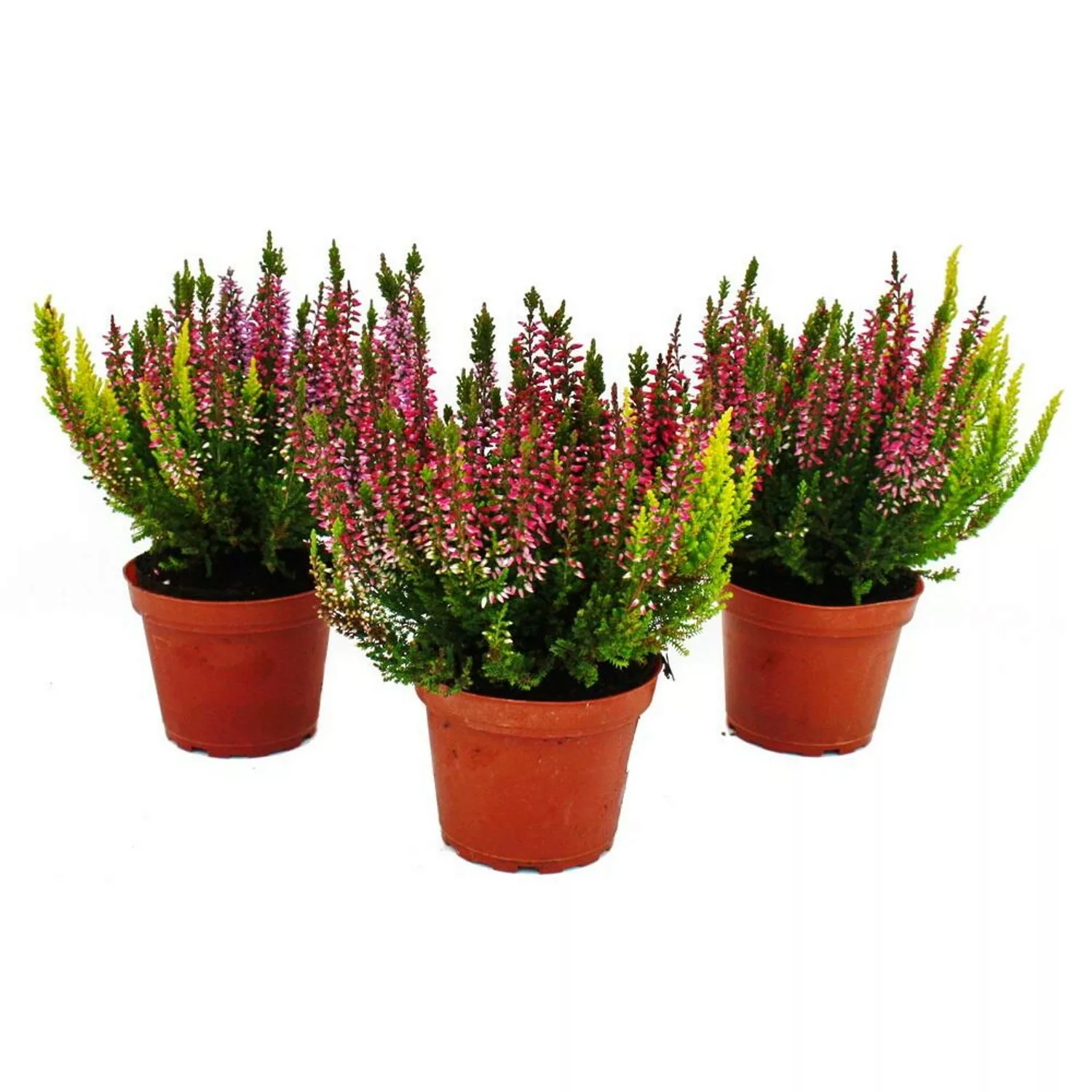 Exotenherz Calluna Vulgaris Set mit 3 Pflanzen Besenheide Heidepflanze Wint günstig online kaufen