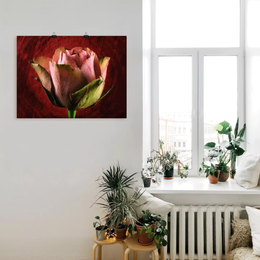 Artland Poster "Rosa Rose", Blumen, (1 St.), als Leinwandbild, Wandaufklebe günstig online kaufen