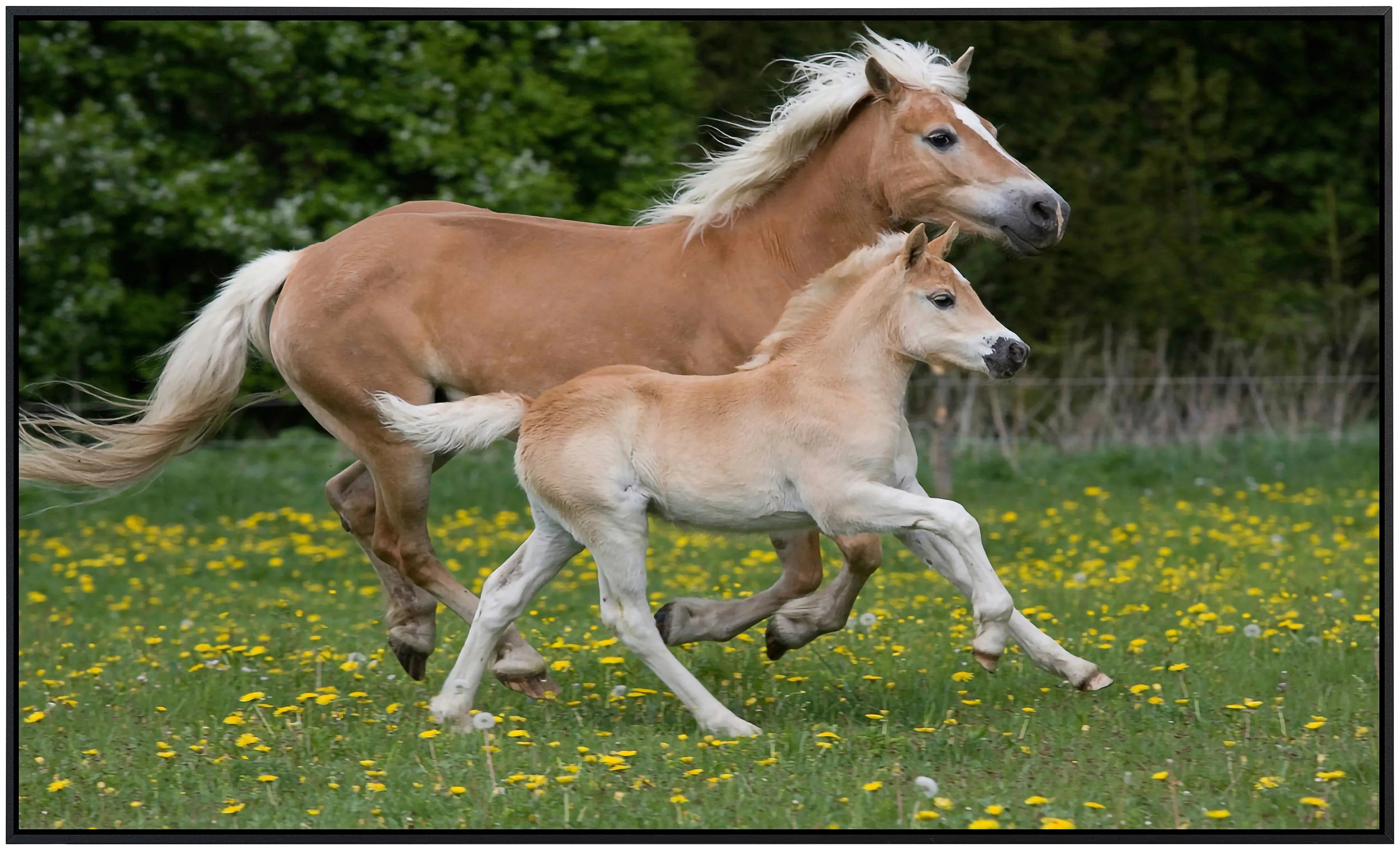 Papermoon Infrarotheizung »Pferde« günstig online kaufen