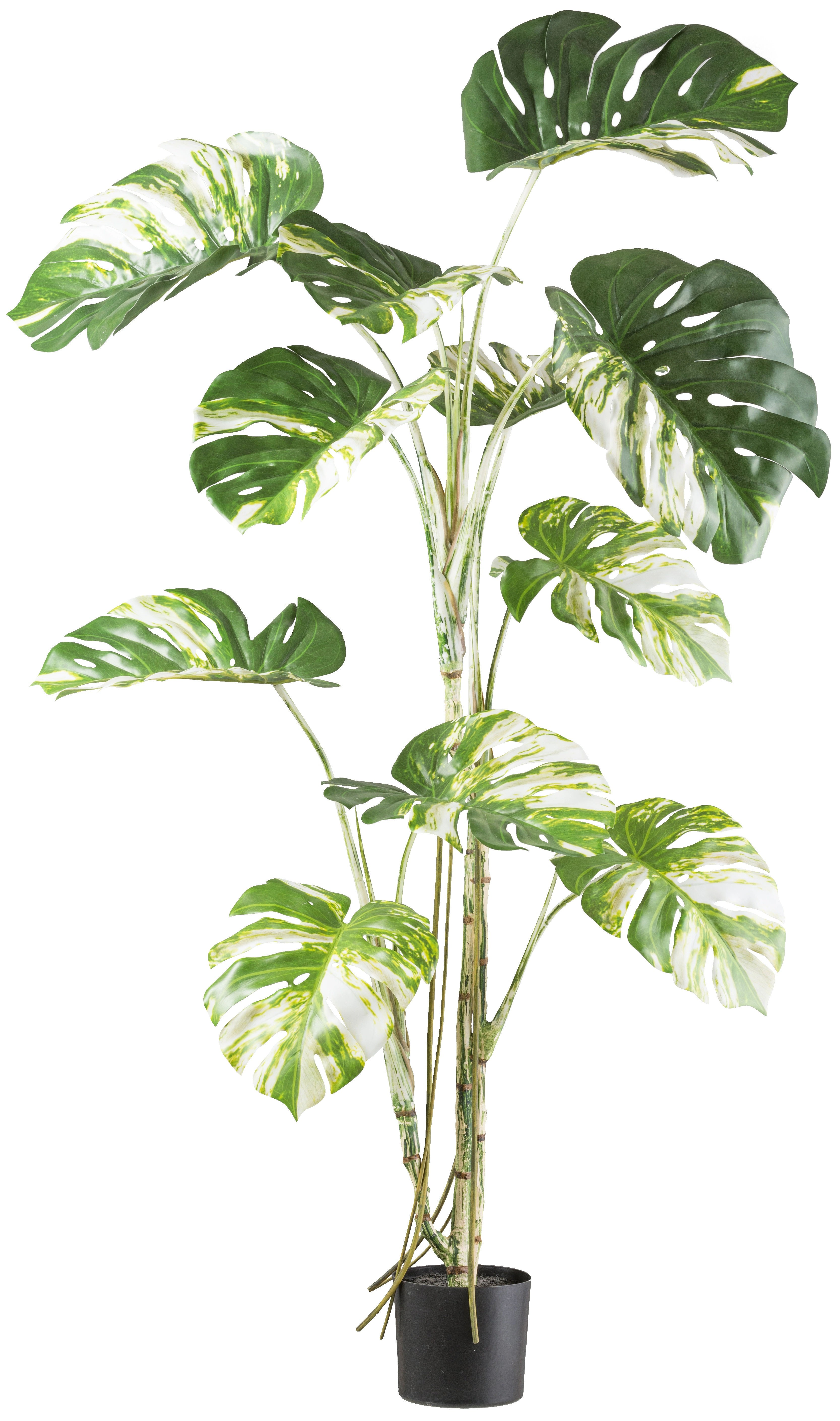 Creativ green Kunstbaum "Monstera deliciosa variegata", mit grün-weißen Blä günstig online kaufen