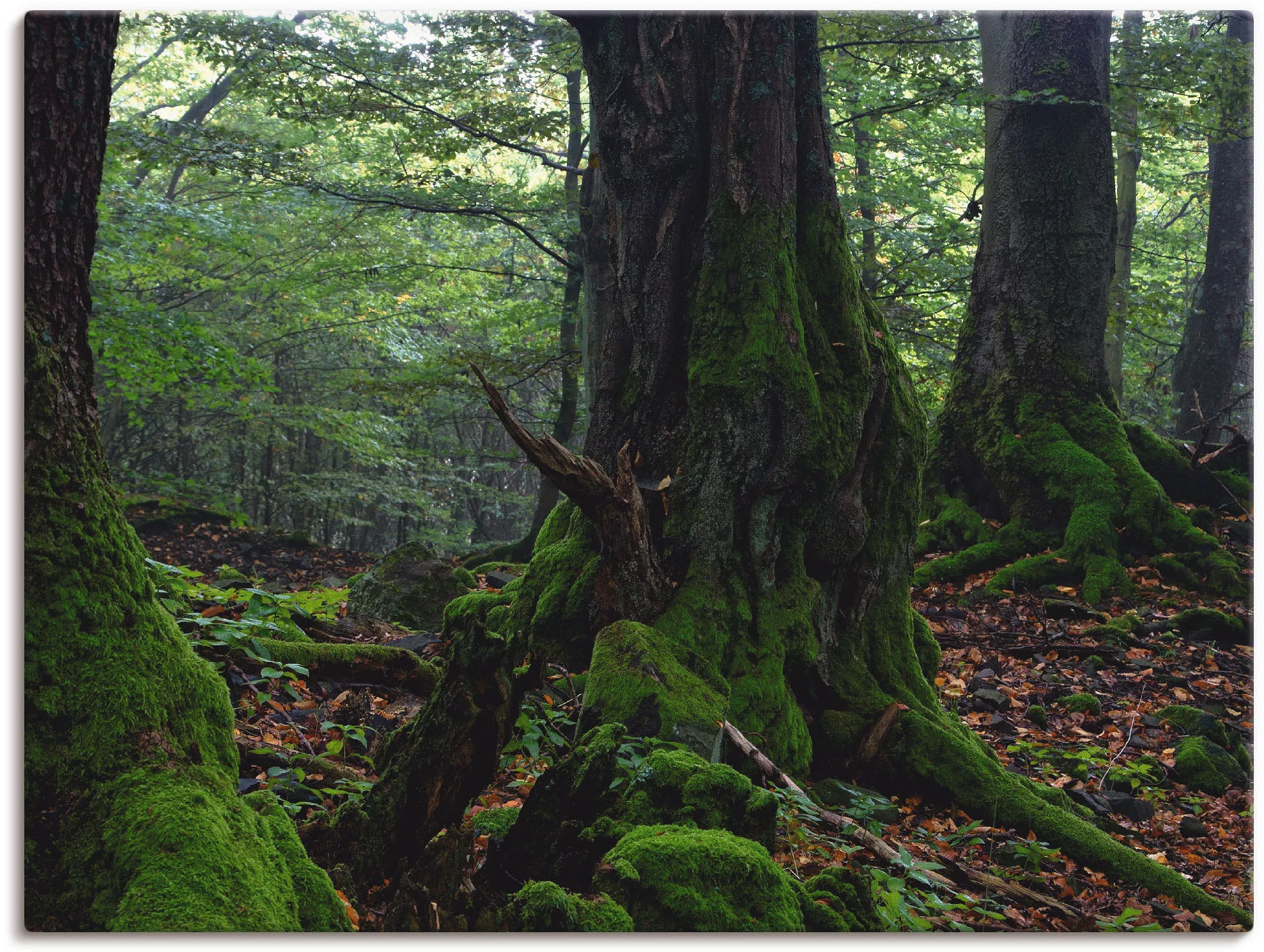 Artland Leinwandbild »Alte Bäume am Kraterrand«, Wald, (1 St.), auf Keilrah günstig online kaufen