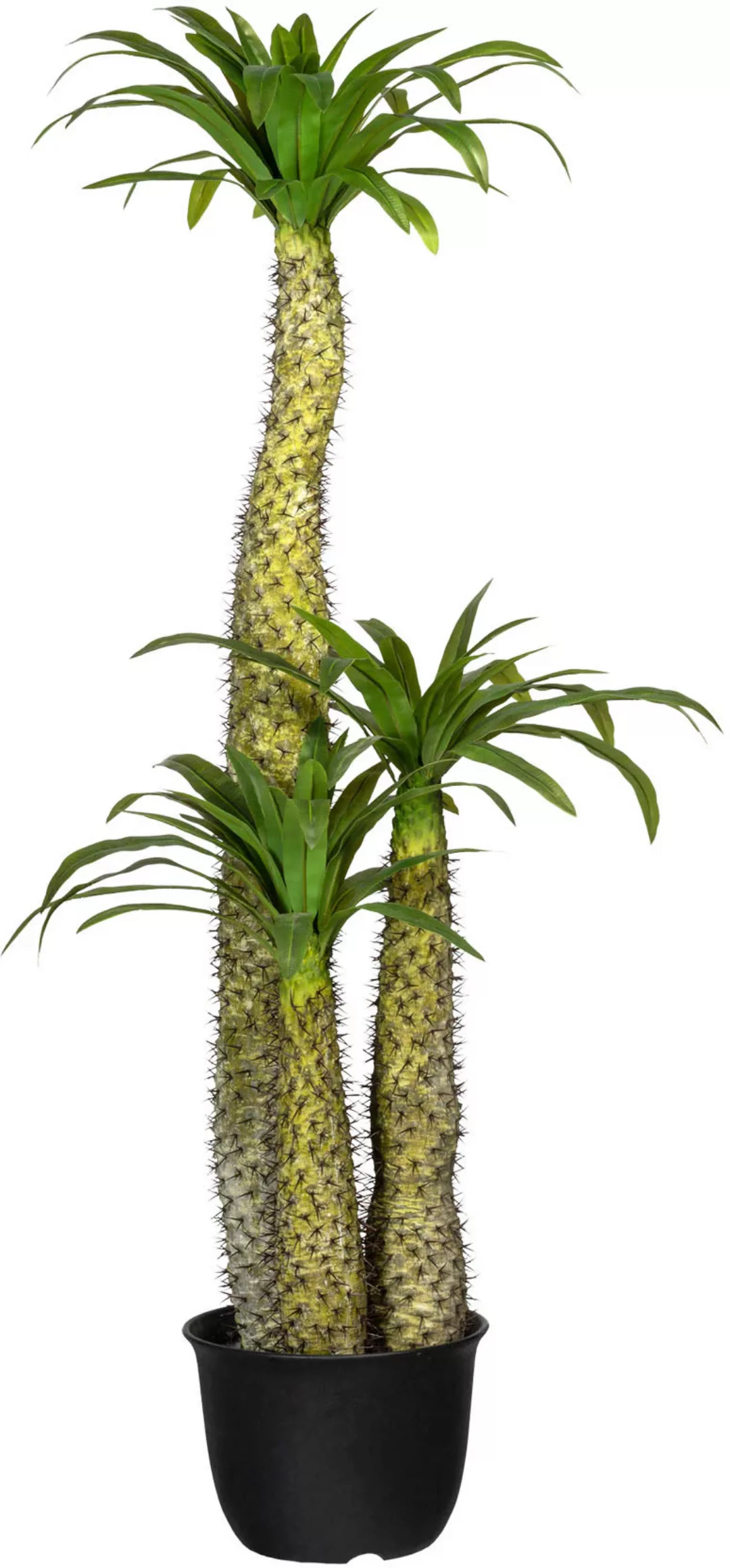 Creativ green Künstliche Zimmerpflanze "Madagaskarpalme Pachypodium" günstig online kaufen