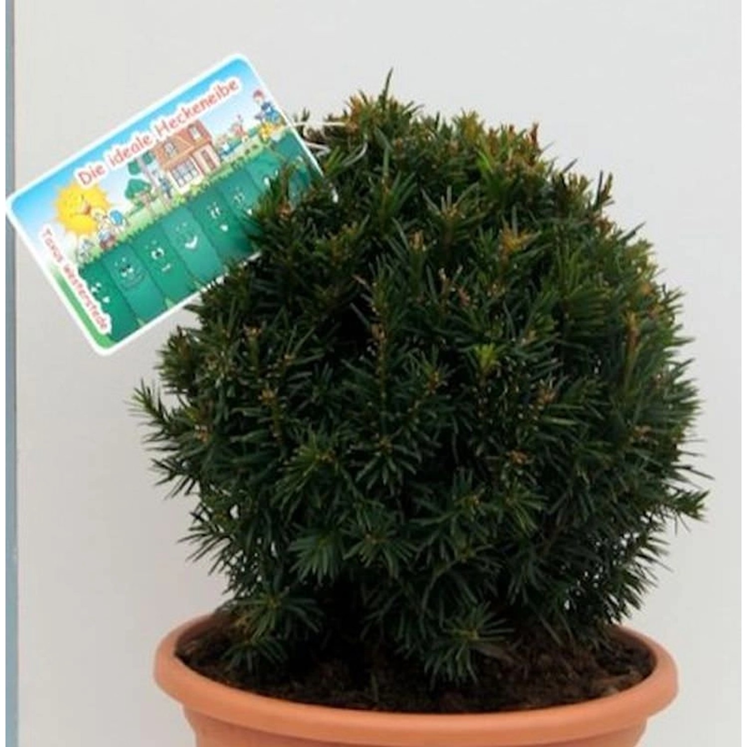 Kugelschnitt Eibe Westerstede 20-25cm - Taxus baccata günstig online kaufen