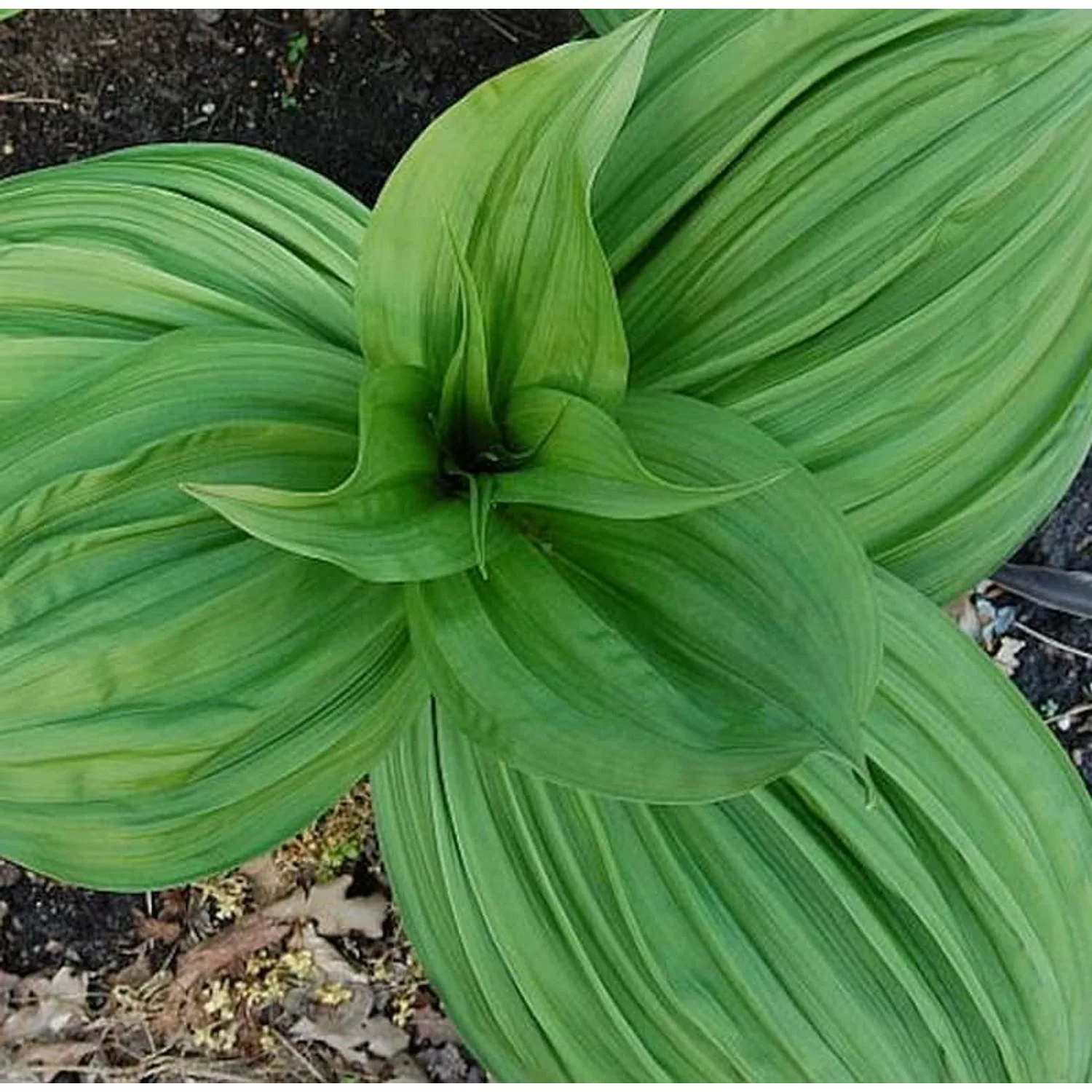 Schwarzer Germer - Veratrum nigrum günstig online kaufen