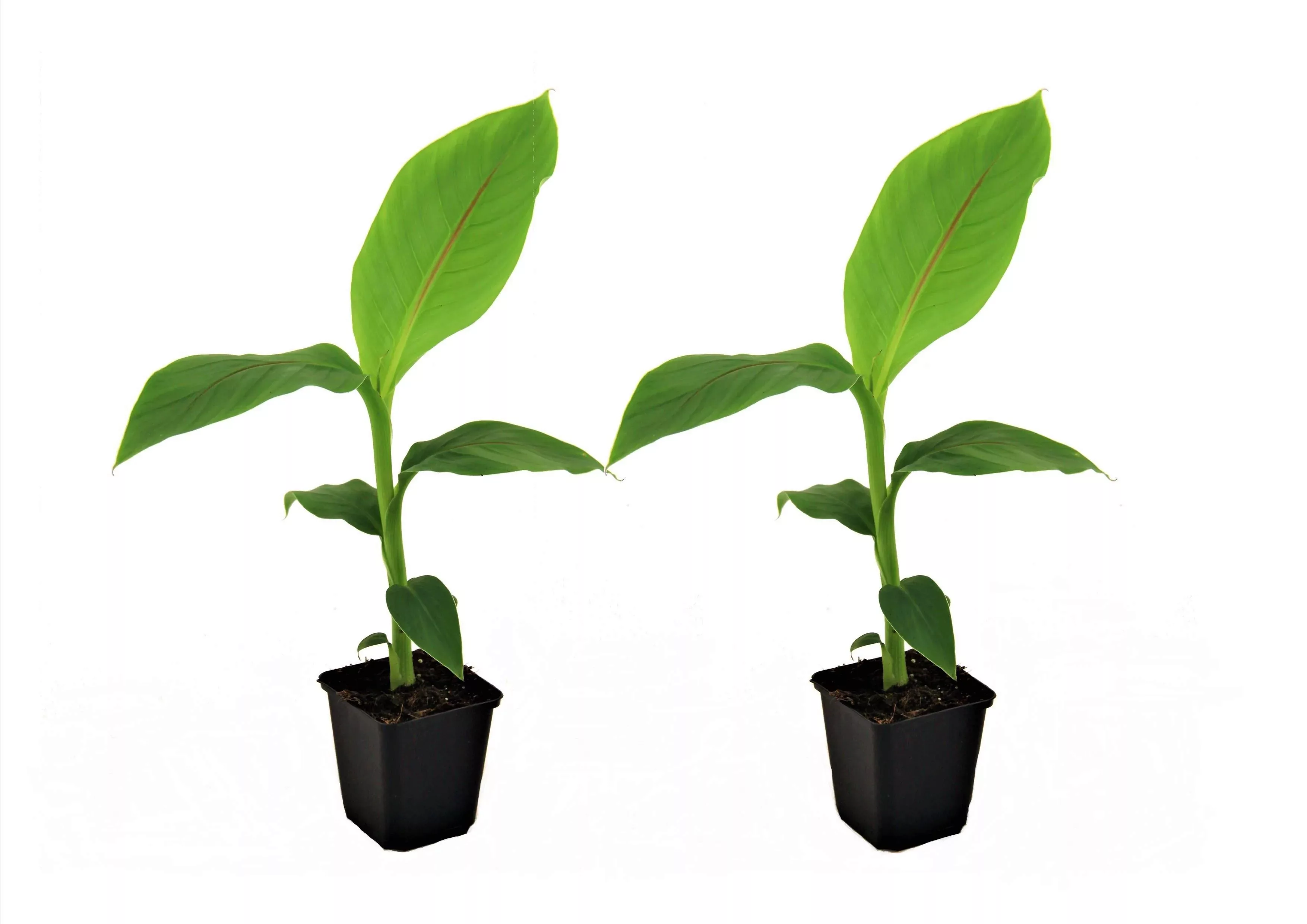 Perfect Plant | Set mit 2 Bananenpflanzen günstig online kaufen