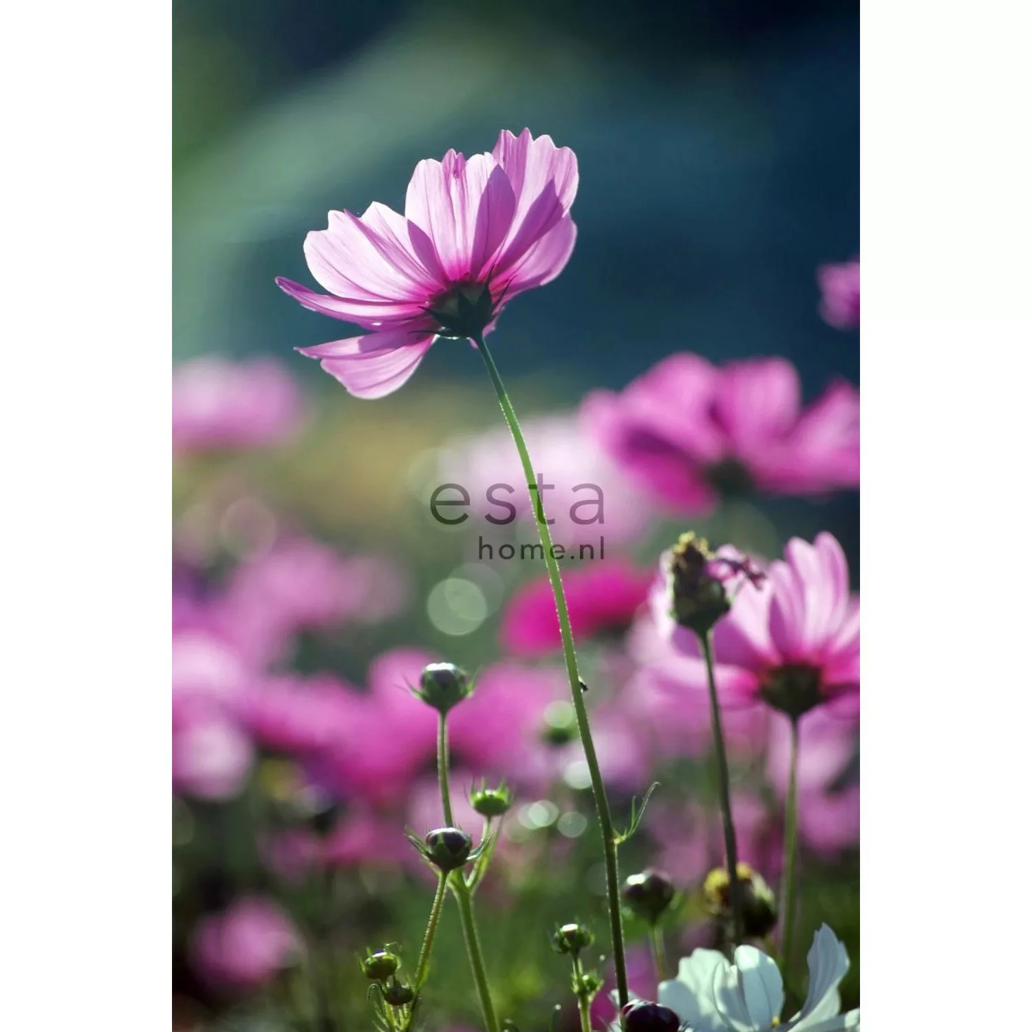 ESTAhome Fototapete Feldblumen Rosa 186 cm x 279 m 158005 günstig online kaufen