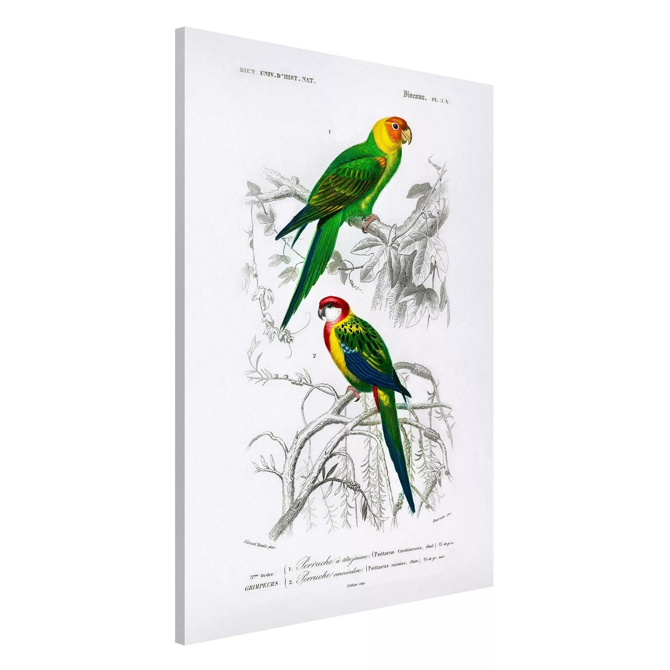 Magnettafel Tiere - Hochformat 2:3 Vintage Lehrtafel Zwei Papageien Grün Ro günstig online kaufen