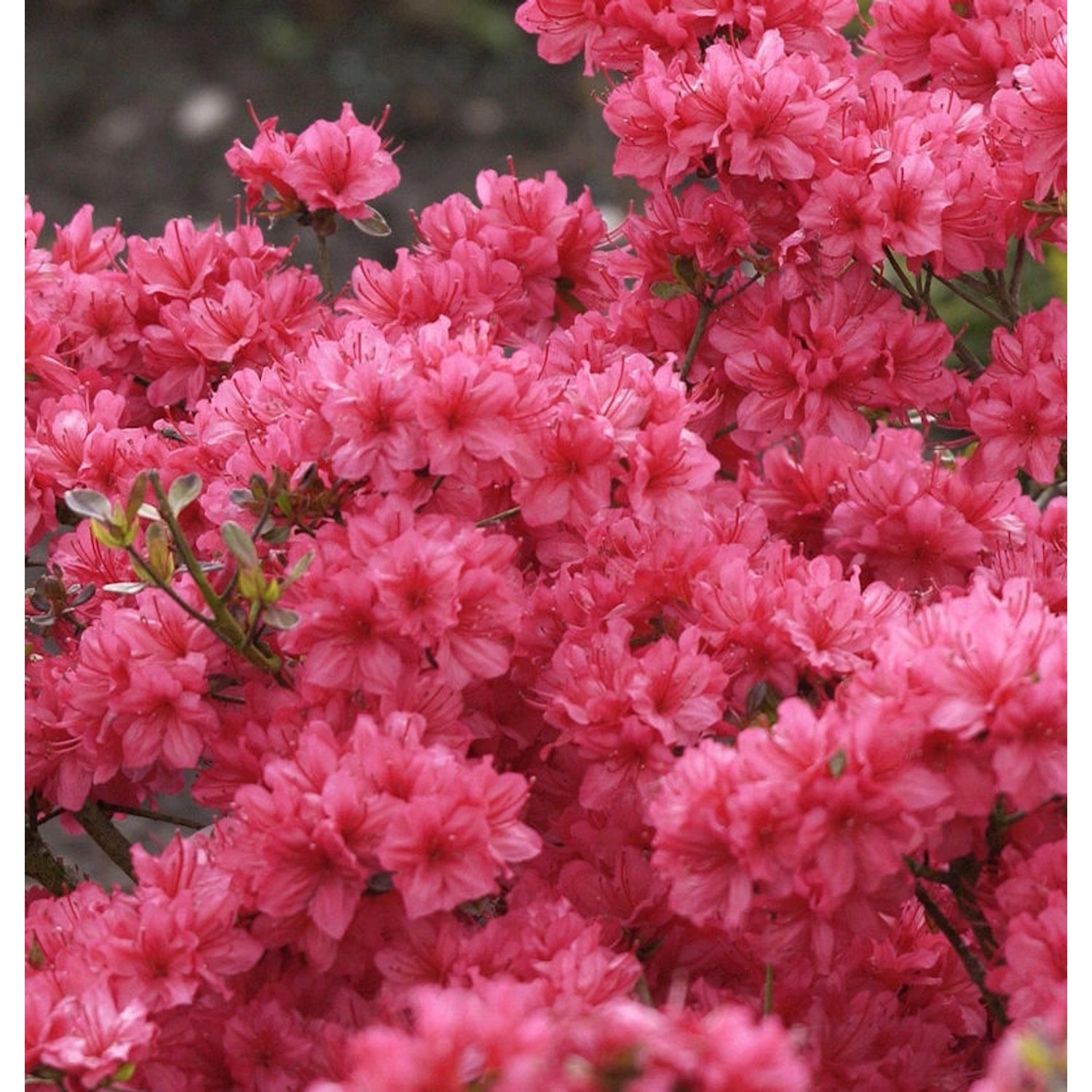 Japanische Azalee Hot Shot Variegated 15-20cm - Rhododendron obtusum - Zwer günstig online kaufen