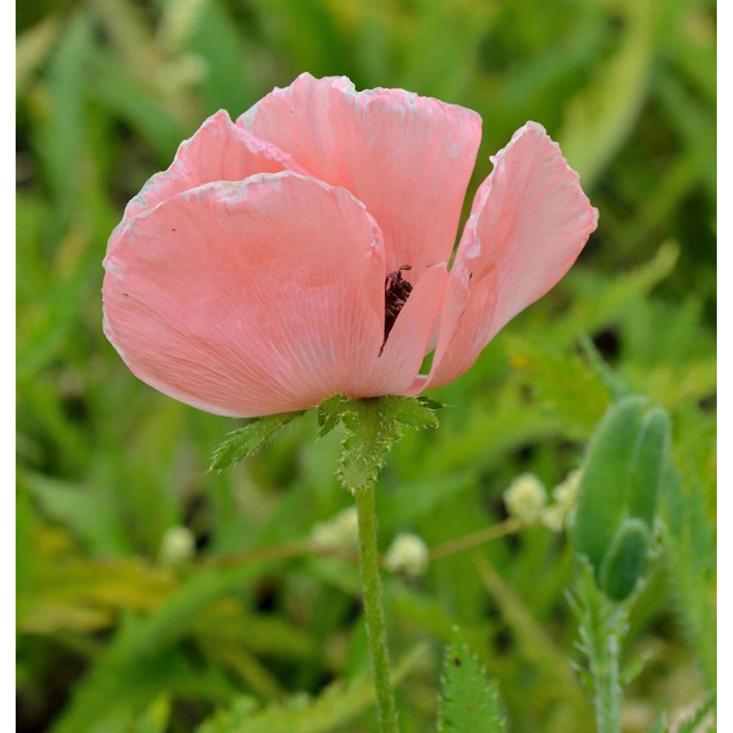 Türkischer Mohn Raspberry Queen - Papaver orientale günstig online kaufen