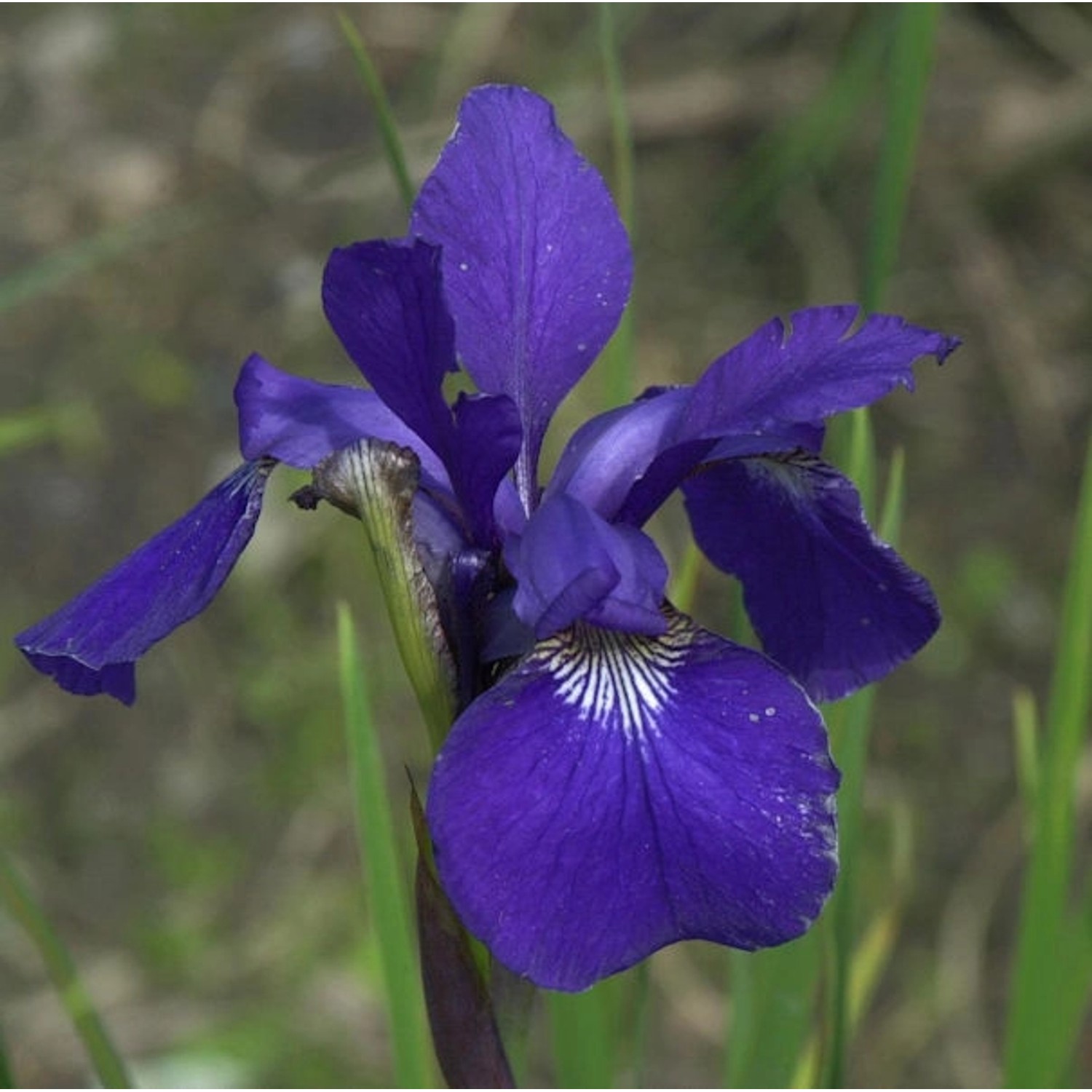 Sibirische Wieseniris Caesars Brother - Iris sibirica günstig online kaufen