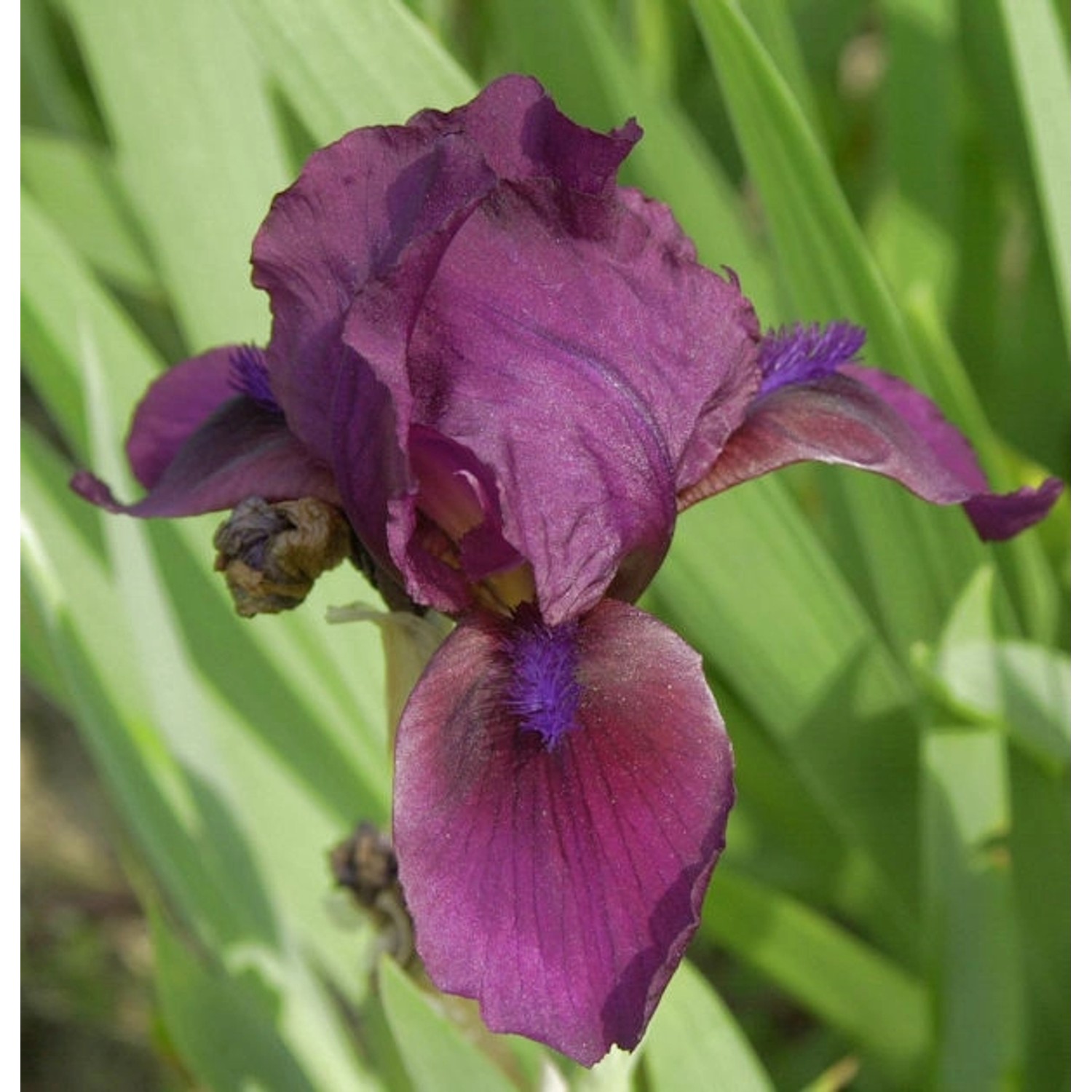 Zwergschwertlilie Cherry Garden - Iris barbata nana günstig online kaufen