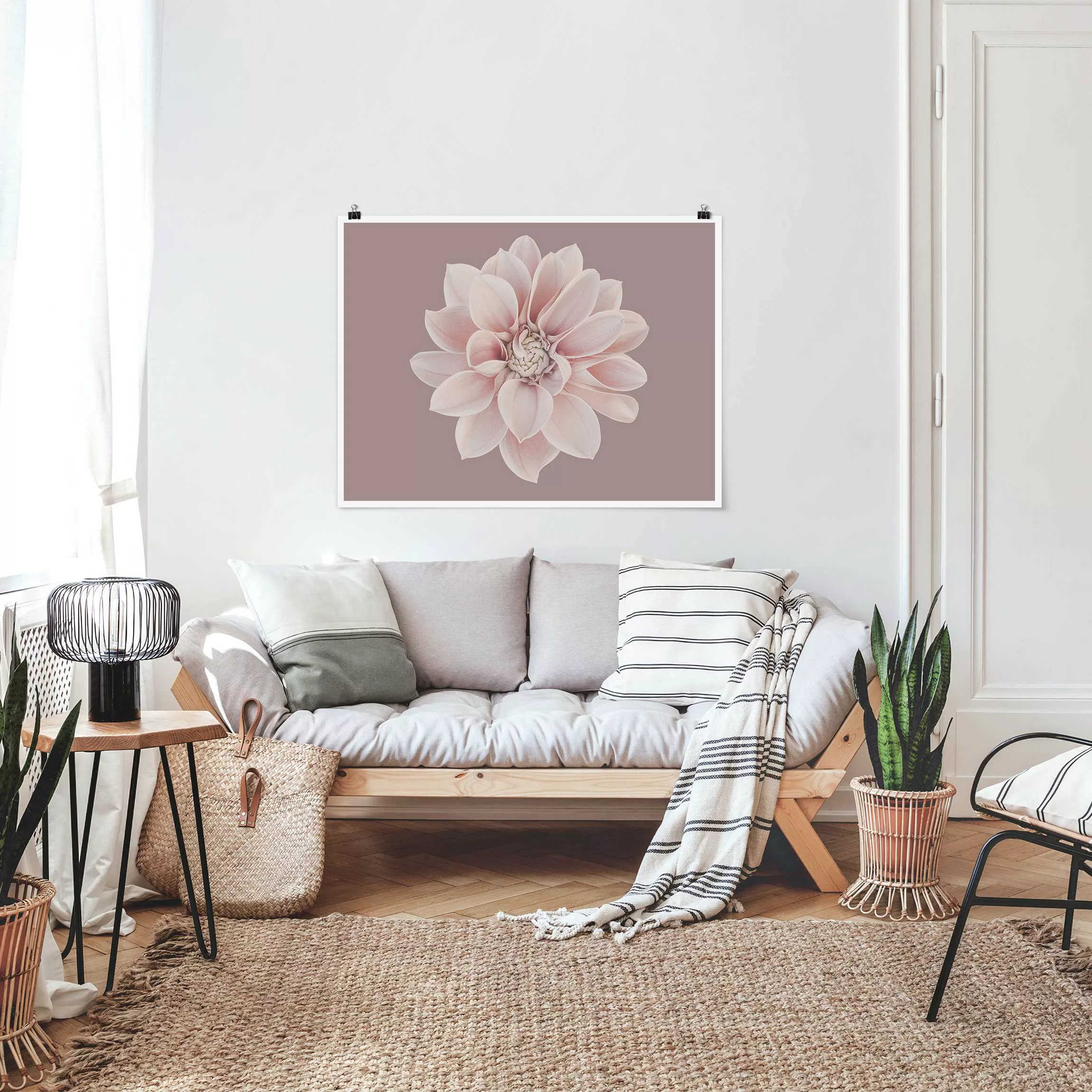 Poster Fotografie Dahlie Blume Lavendel Weiß Rosa günstig online kaufen