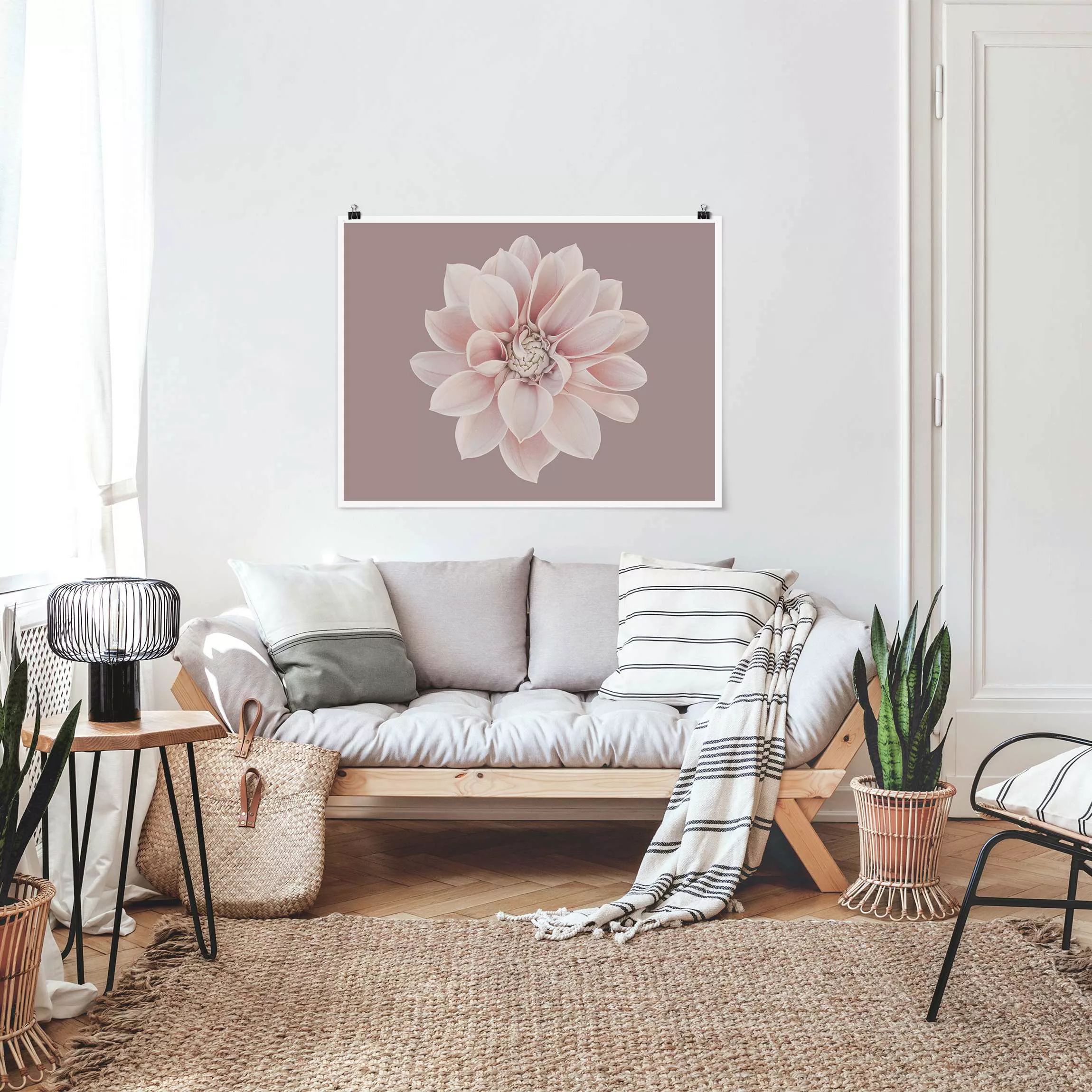 Poster Dahlie Blume Lavendel Weiß Rosa günstig online kaufen