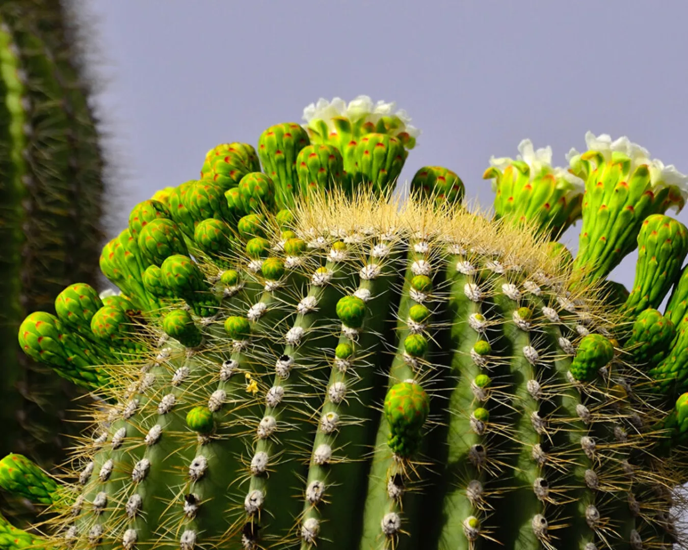 Fototapete "Kaktus Knospen" 4,00x2,50 m / Glattvlies Brillant günstig online kaufen