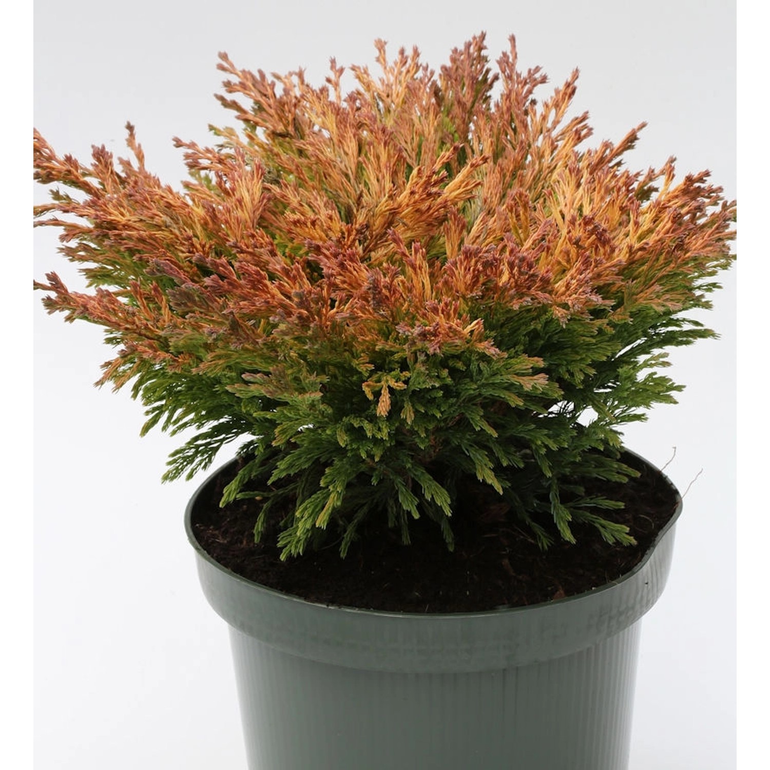 Teppich Wacholder Limeglow 15-20cm - Juniperus horizontalis günstig online kaufen