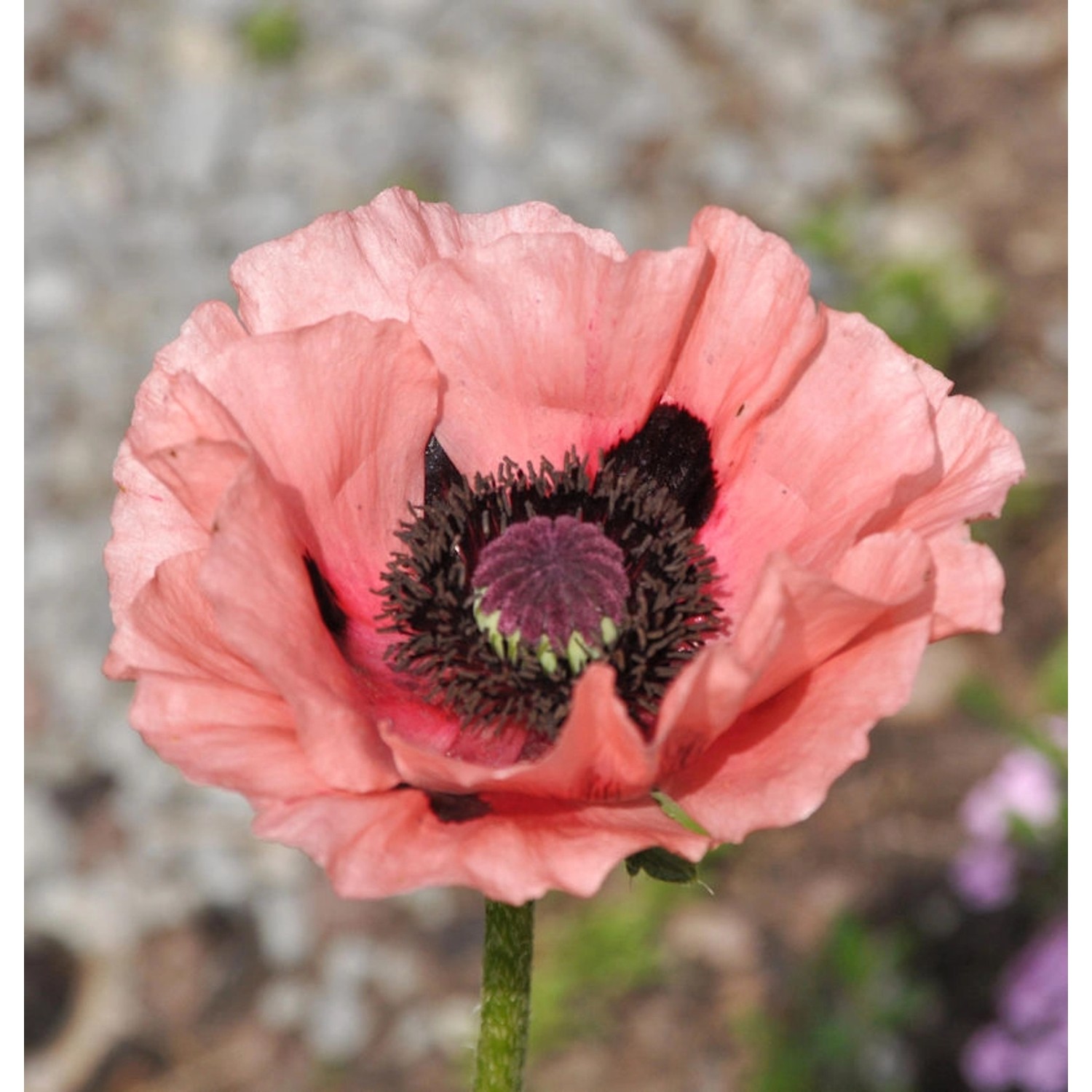 Türkischer Mohn Juliane - Papaver orientale günstig online kaufen