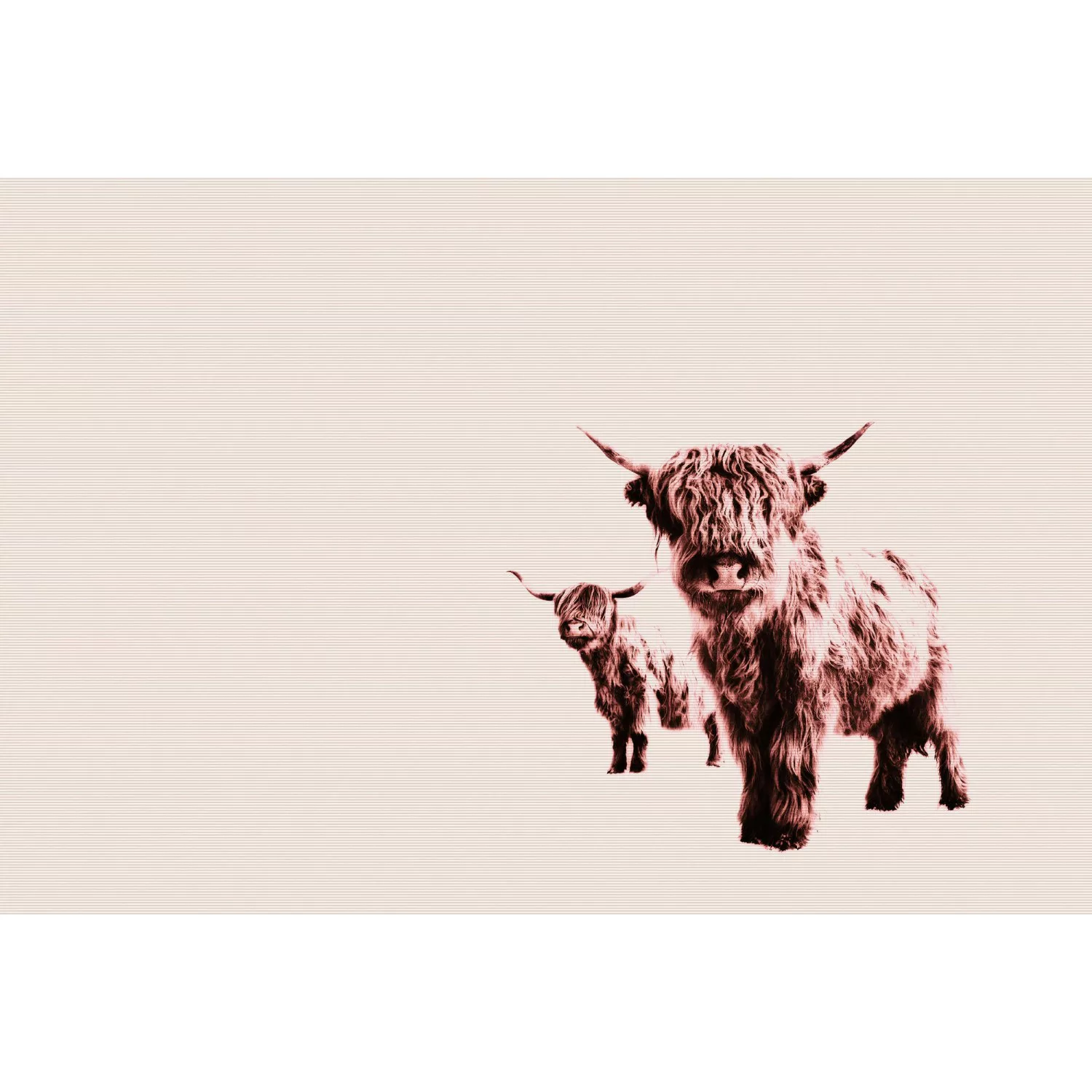 Fototapete Higland Cattle Kühe Vintage Beige 4,00 m x 2,70 m FSC® günstig online kaufen