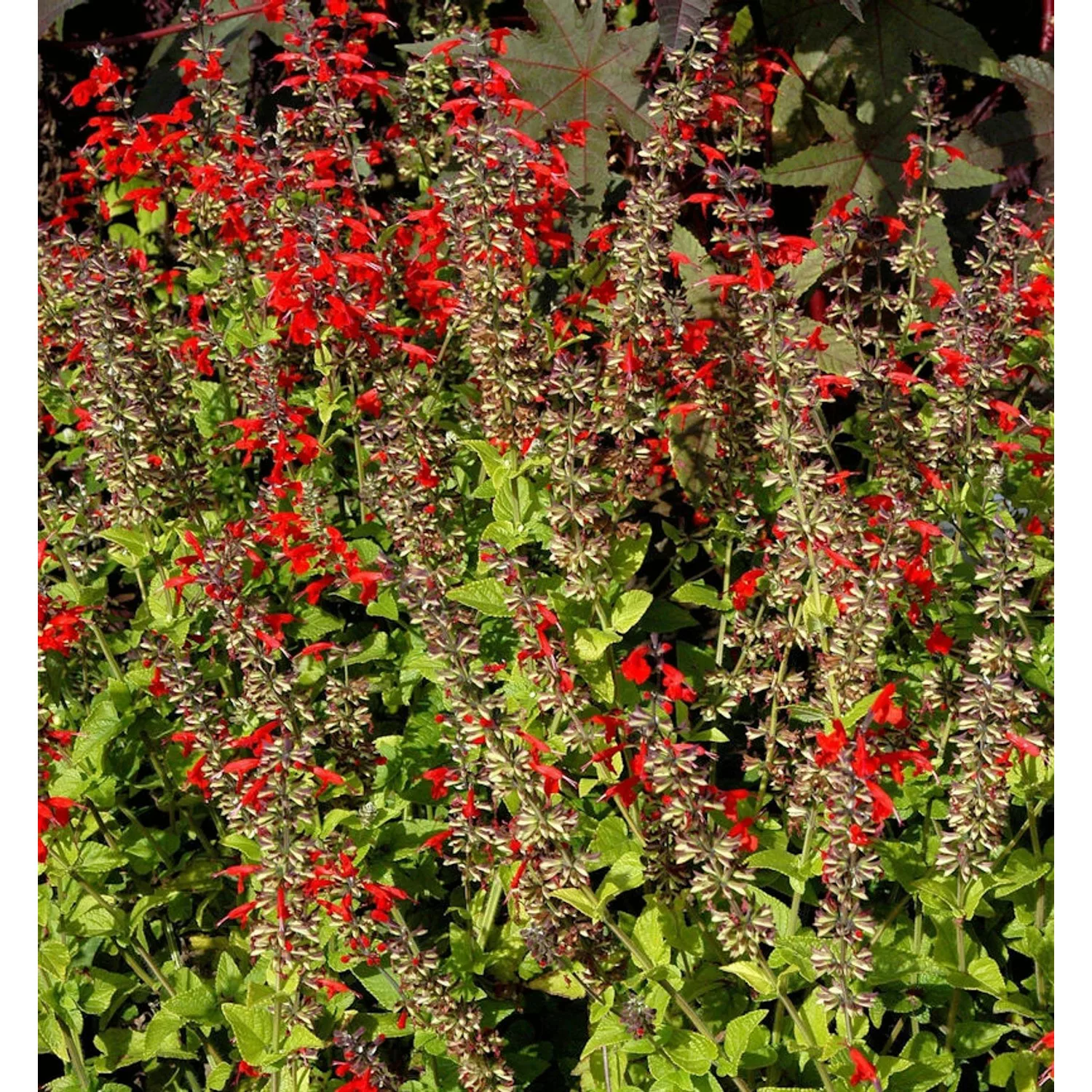 Garten Salbei Wendys Wish - Salvia cultorum günstig online kaufen