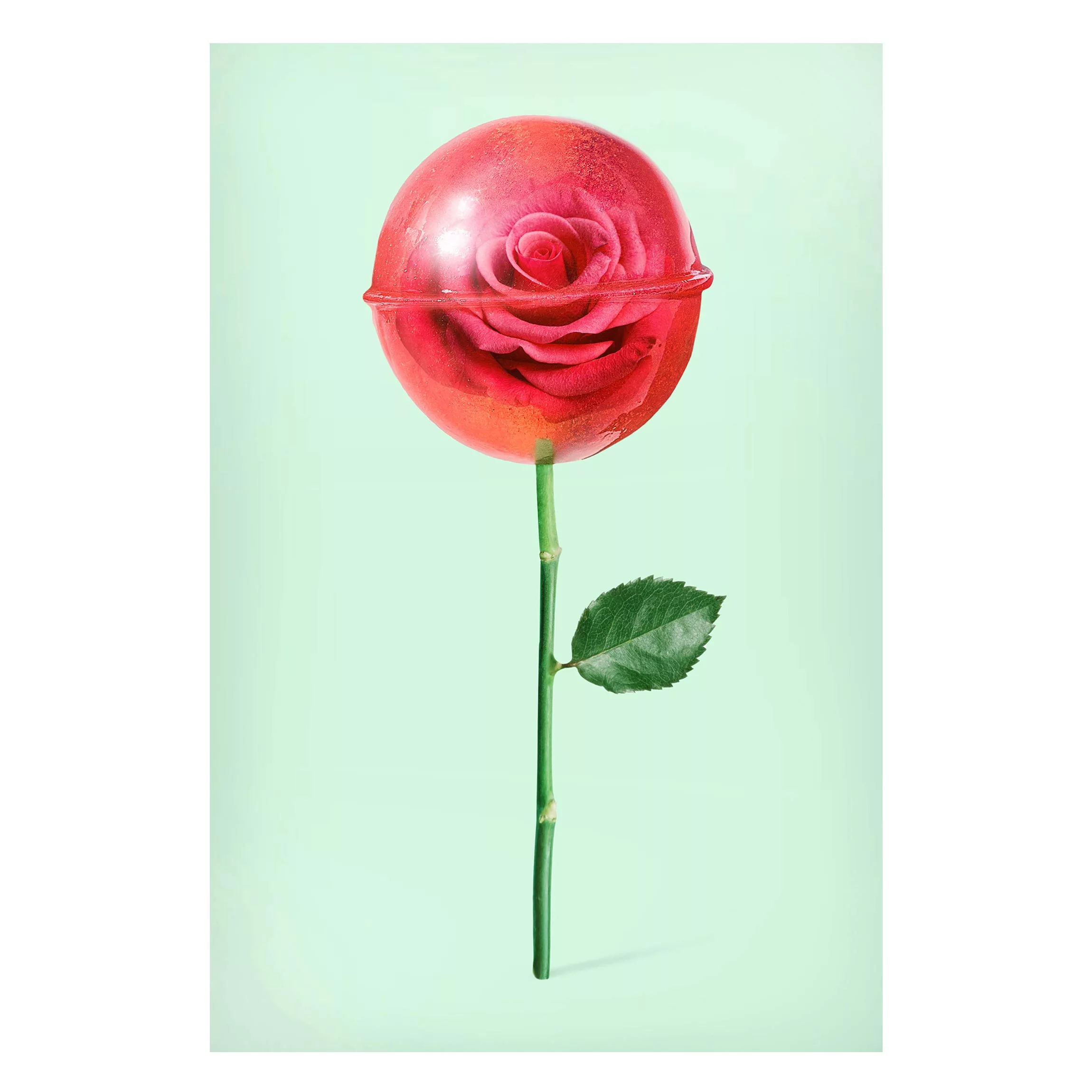 Magnettafel Blumen - Hochformat 2:3 Rose mit Lollipop günstig online kaufen