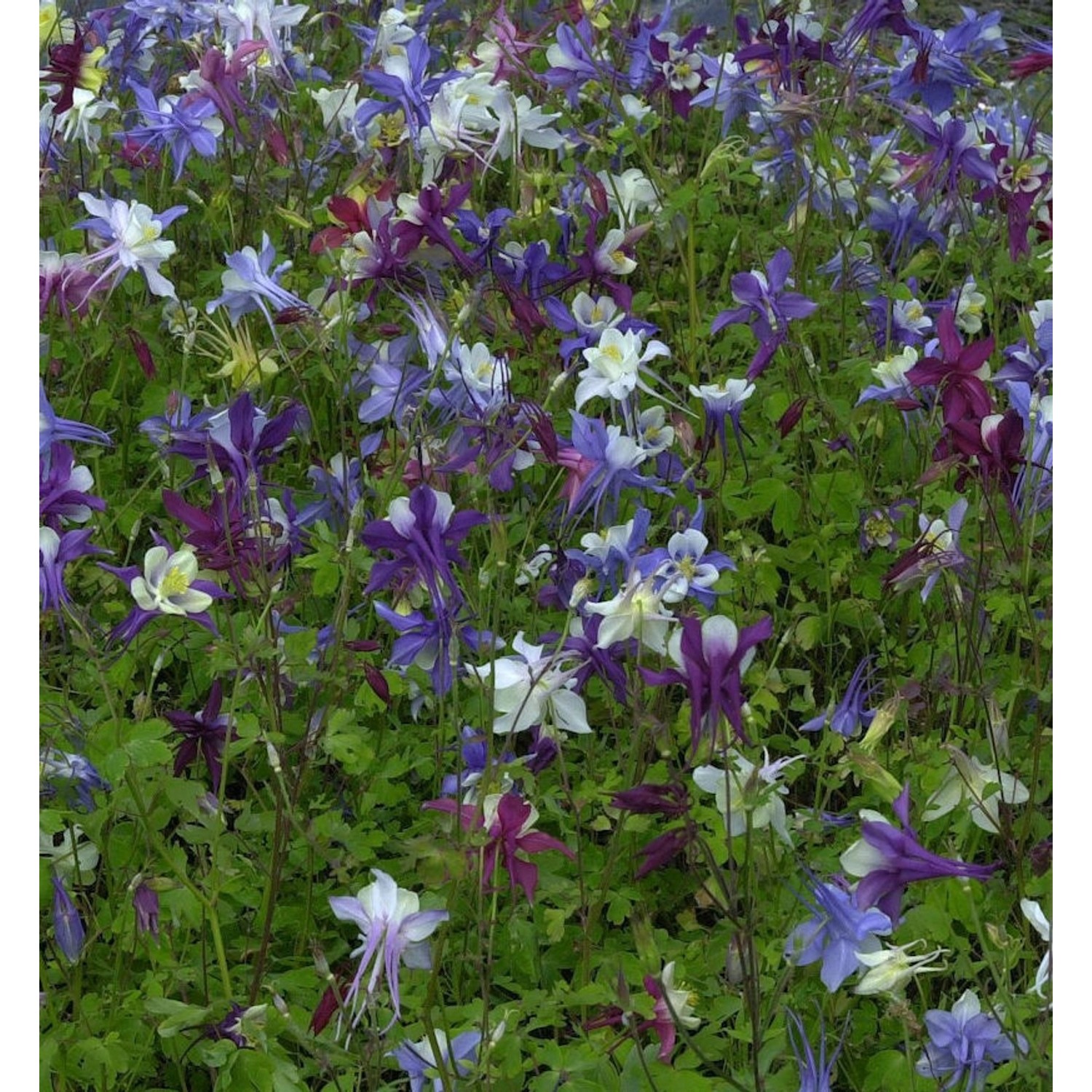 Akelei Biedermeier - Aquilegia caerulea günstig online kaufen