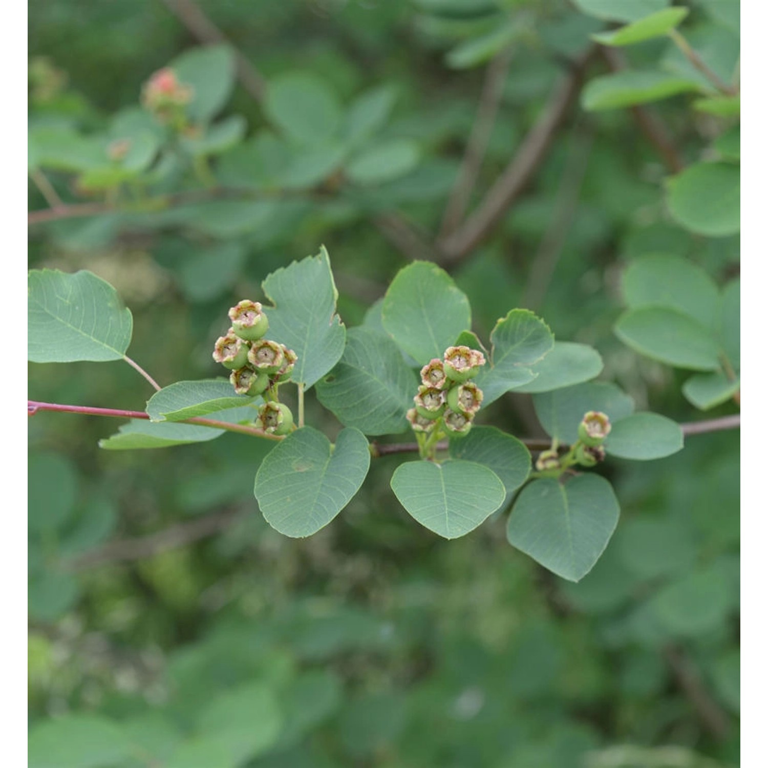 Felsenbirne Honeywood 60-80cm - Amelanchier alnifolia günstig online kaufen