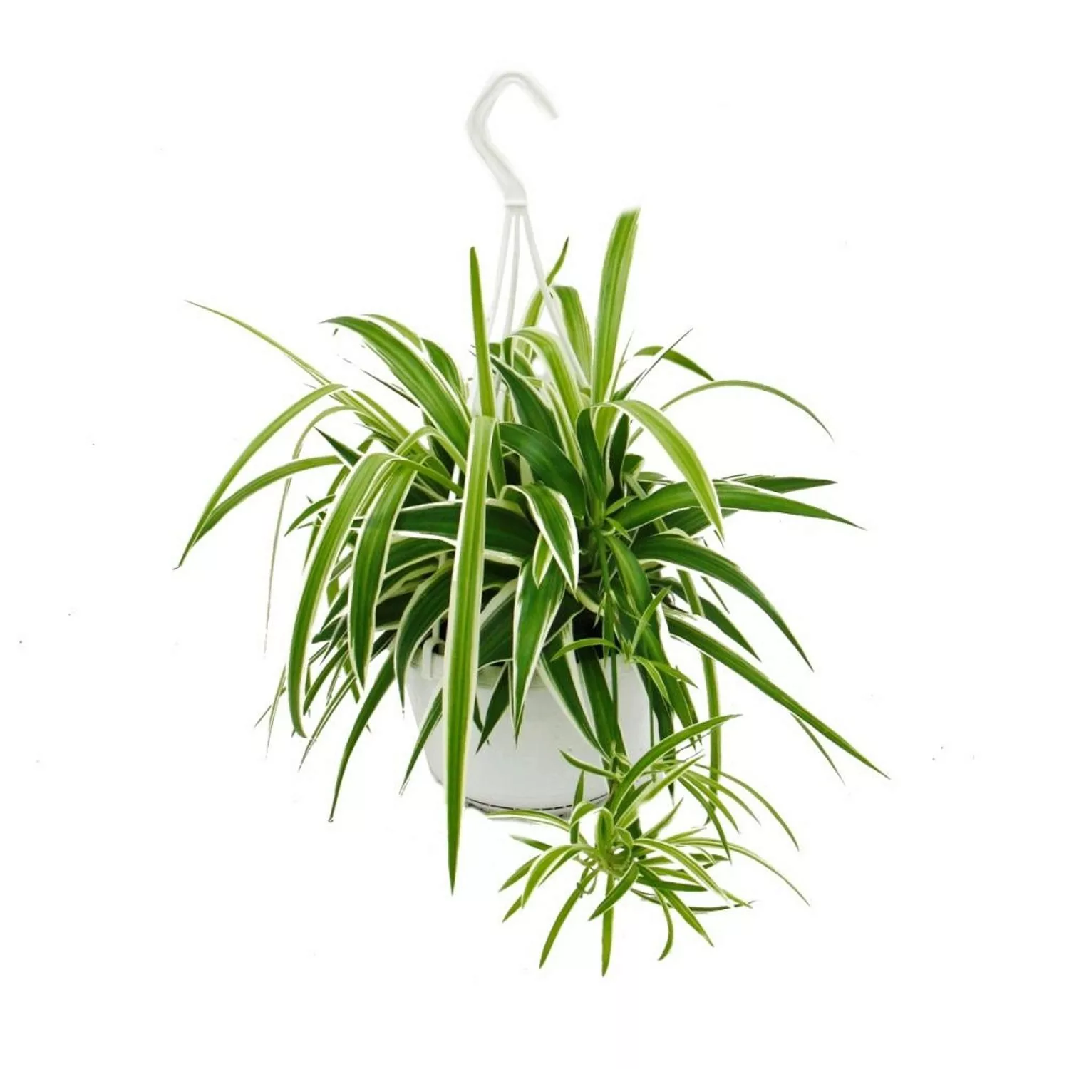 Exotenherz Chlorophytum Grünlilie Ampelpflanze 15cm Topf günstig online kaufen