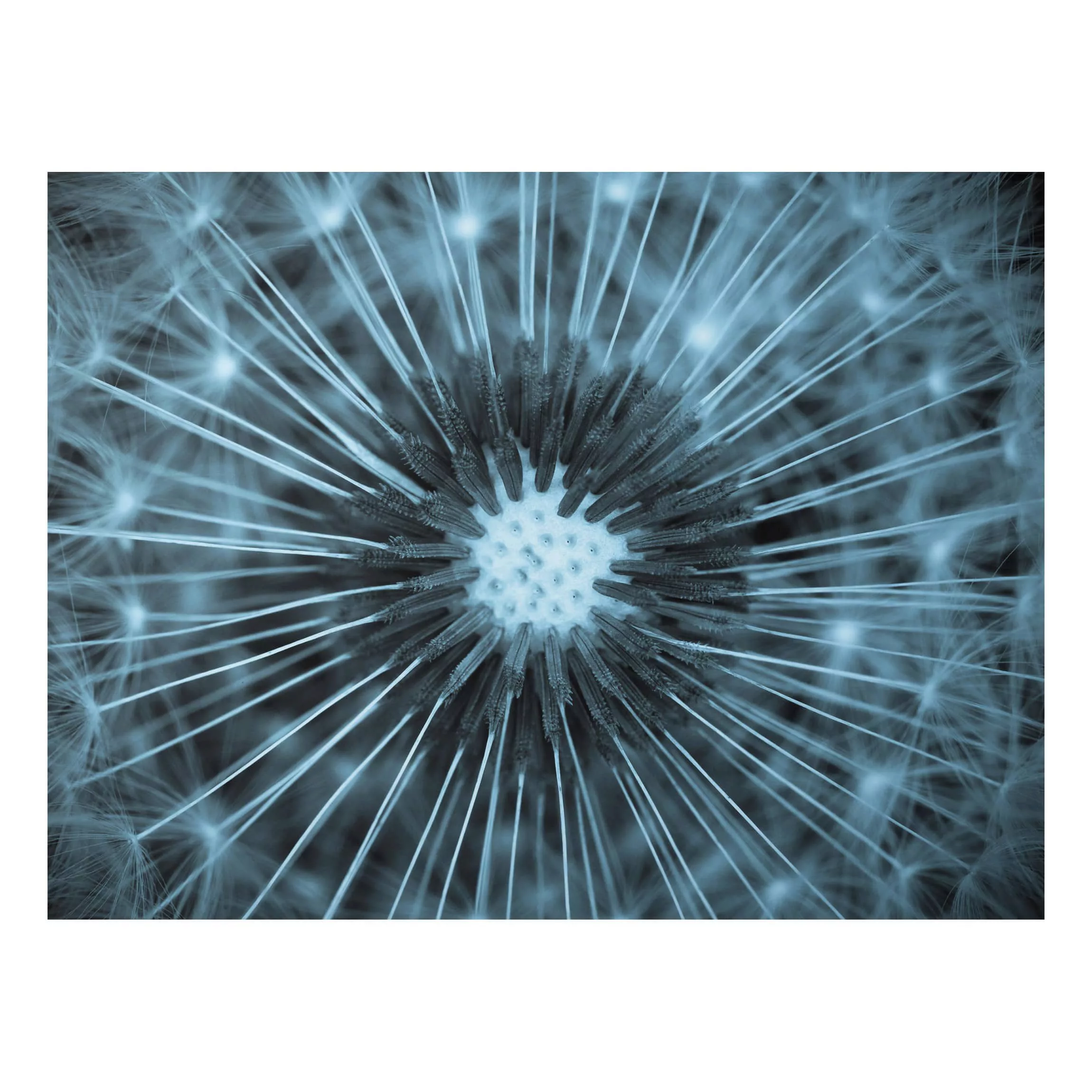 Alu-Dibond Bild Blumen - Querformat 4:3 Blau getönte Pusteblume günstig online kaufen