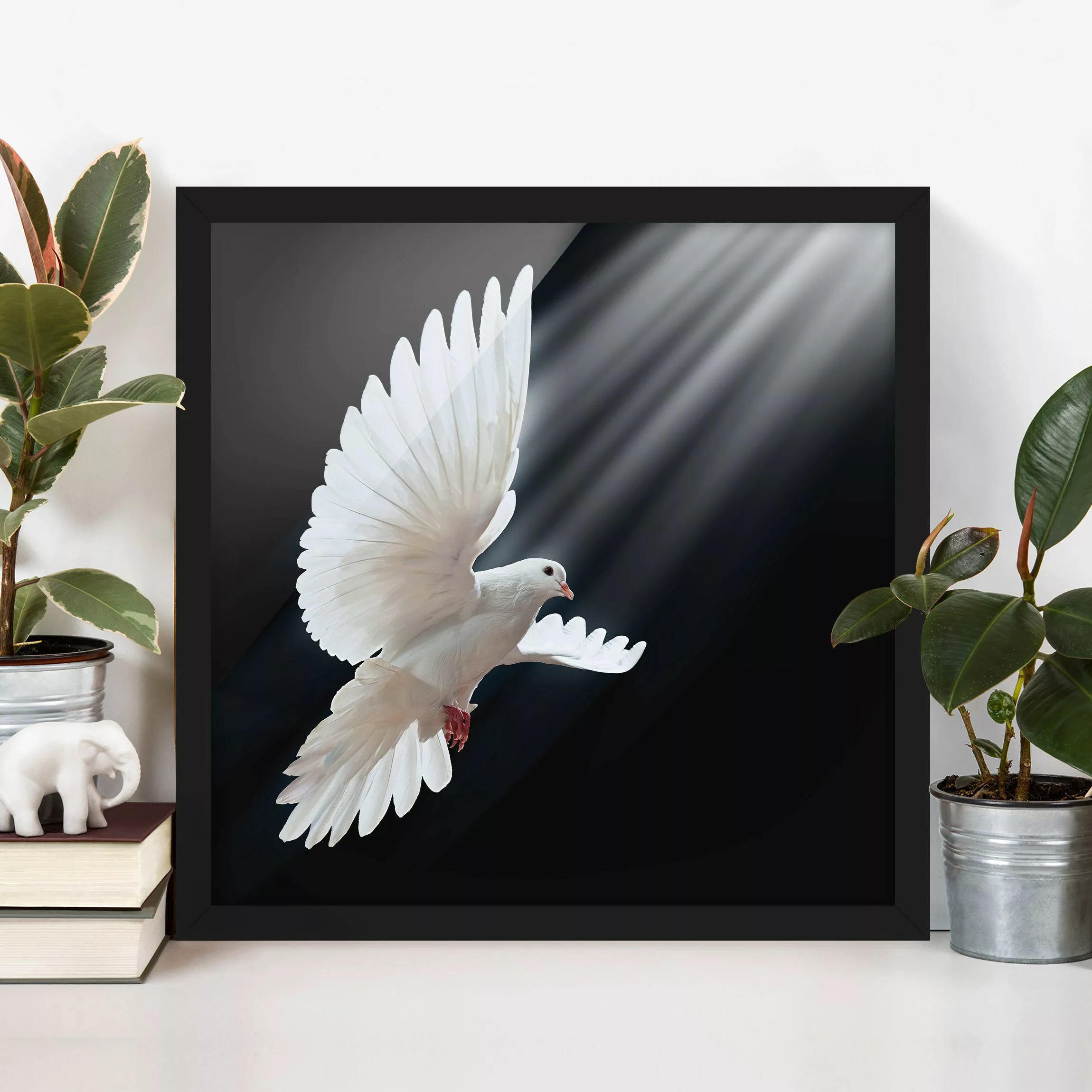 Bild mit Rahmen Schwarz-Weiß - Quadrat Holy Dove günstig online kaufen