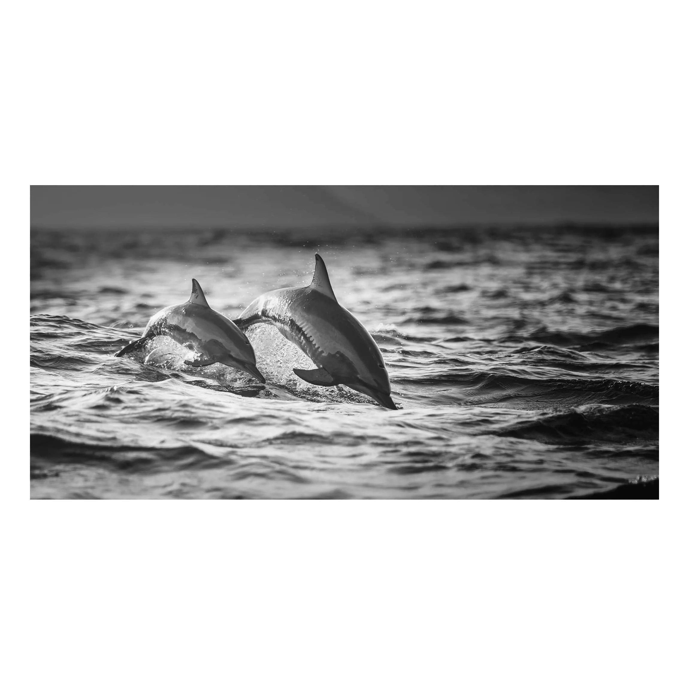 Alu-Dibond Bild Schwarz-Weiß - Querformat Zwei springende Delfine günstig online kaufen