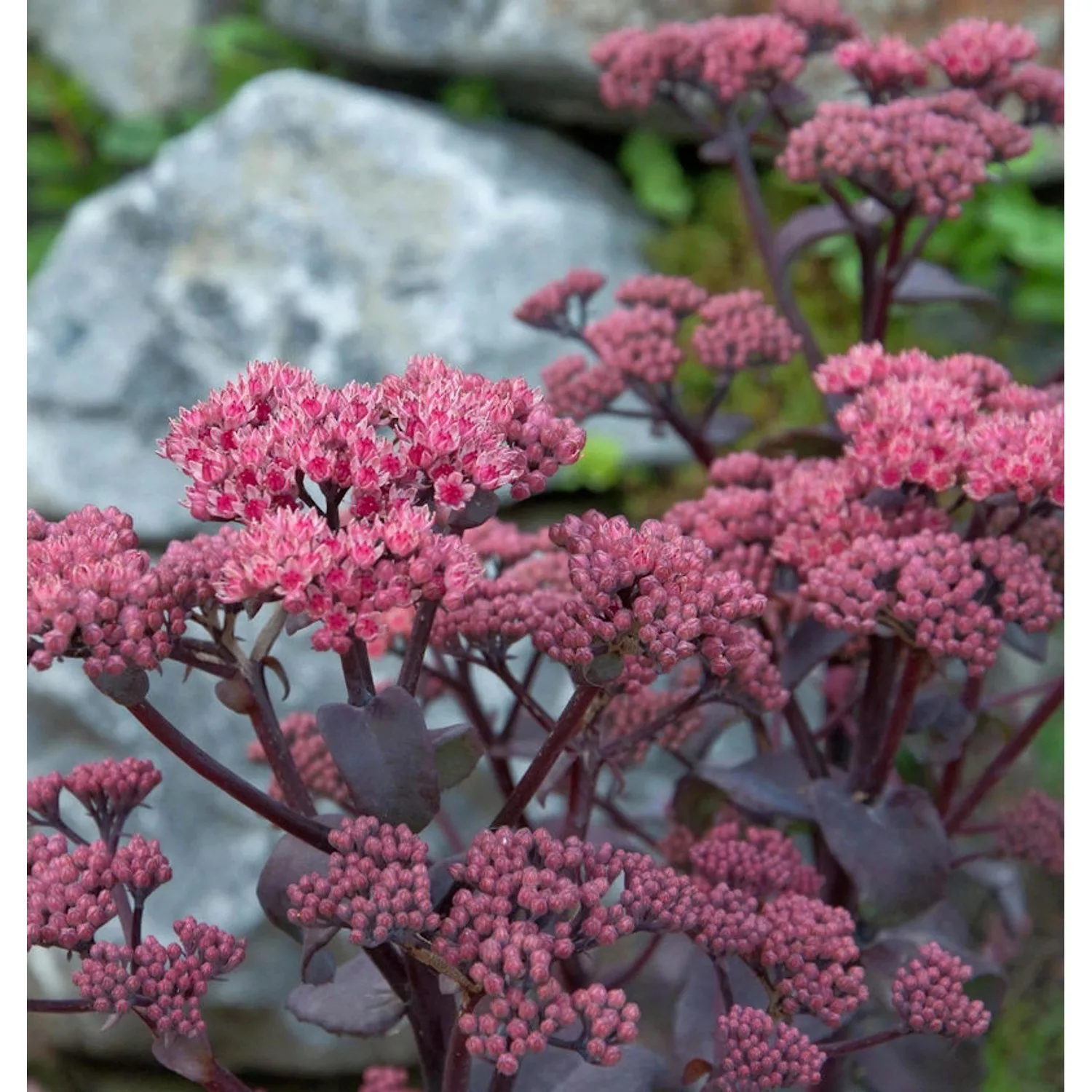 Fetthenne Thunderhead - Sedum cultorum günstig online kaufen