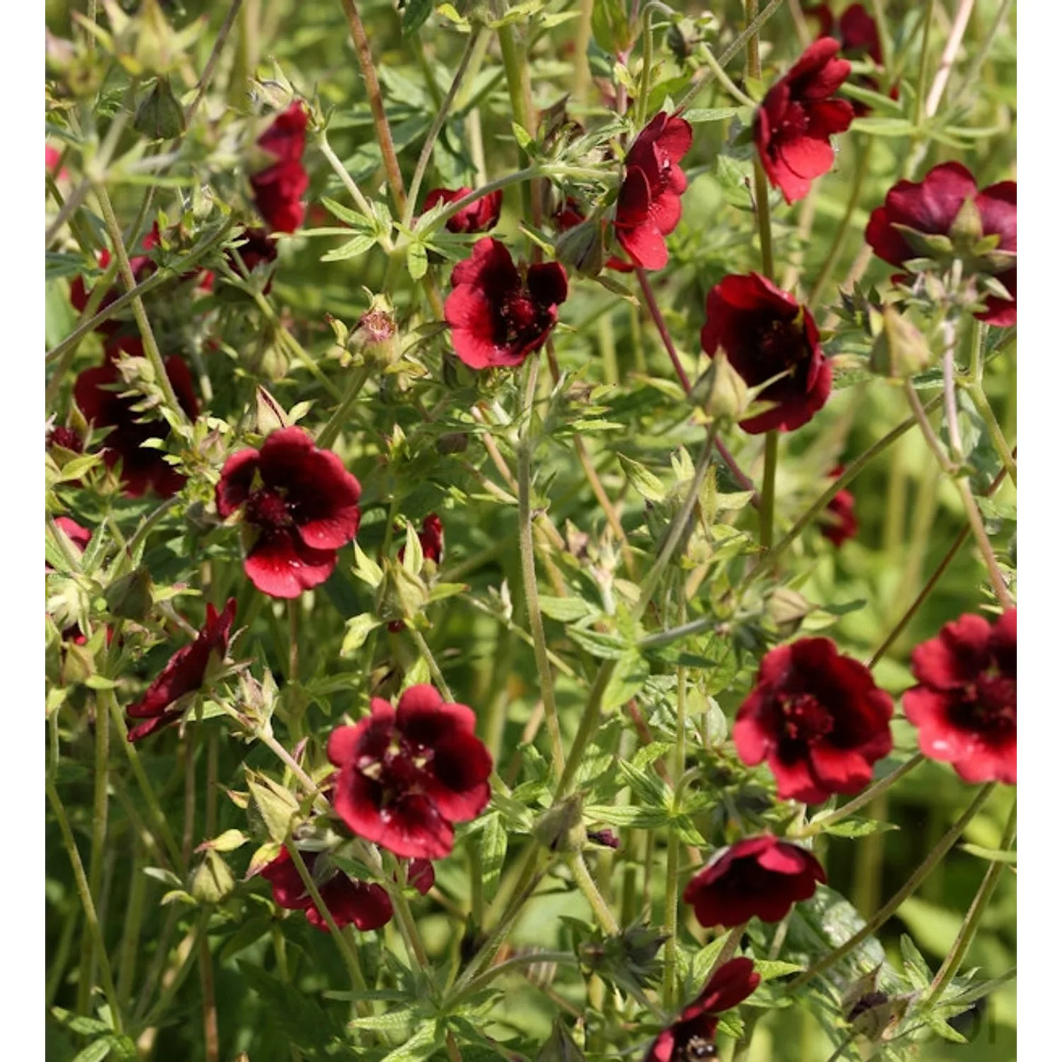 Fingerkraut Monarch's Velvet - Potentilla thurberi günstig online kaufen