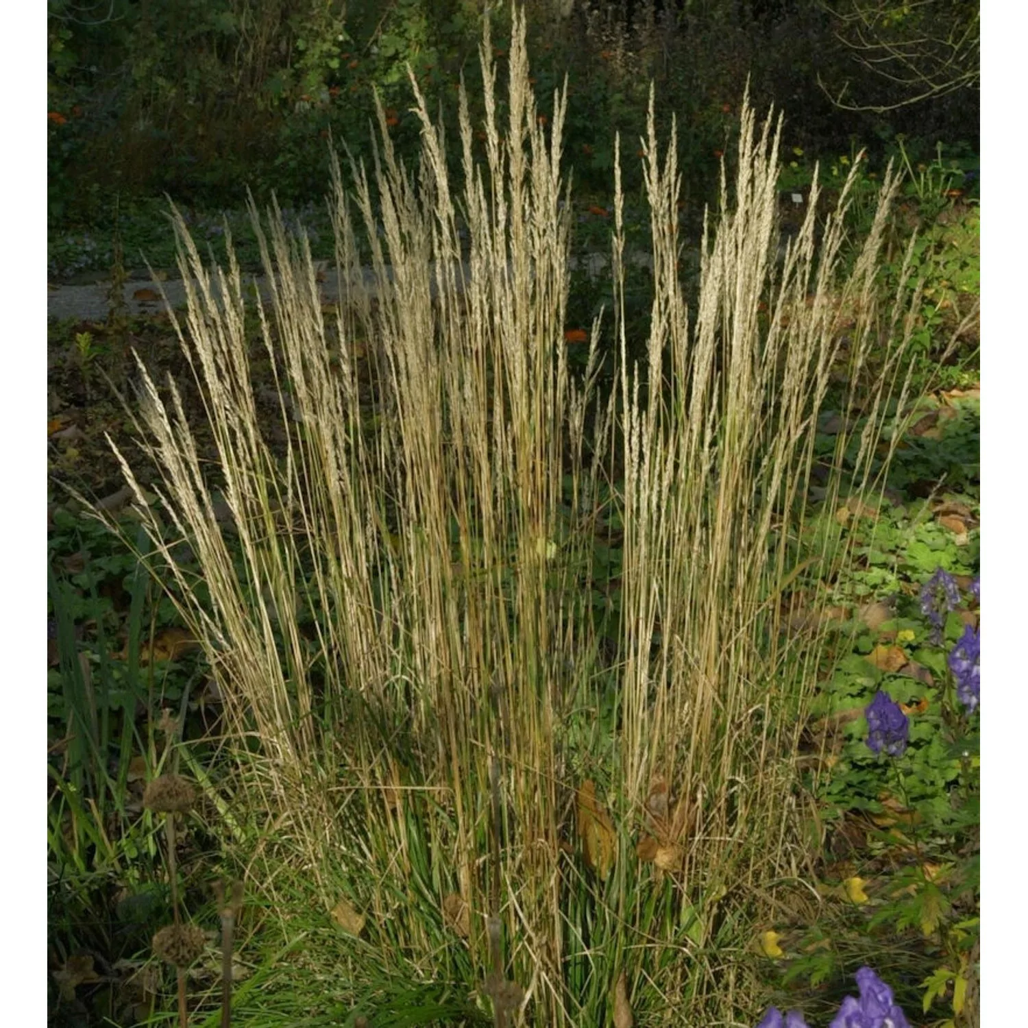 Reitgras Waldenbuch - großer Topf - Calamagrostis acutiflora günstig online kaufen