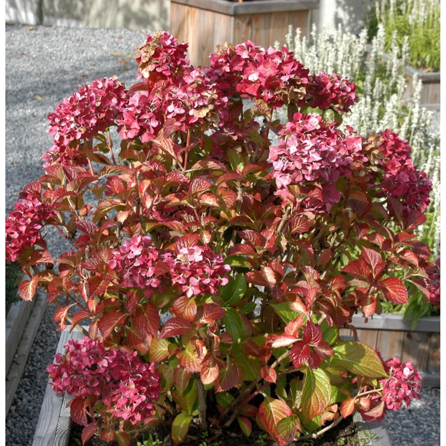 Bauernhortensie Masja 40-60cm - Hydrangea macrophylla günstig online kaufen