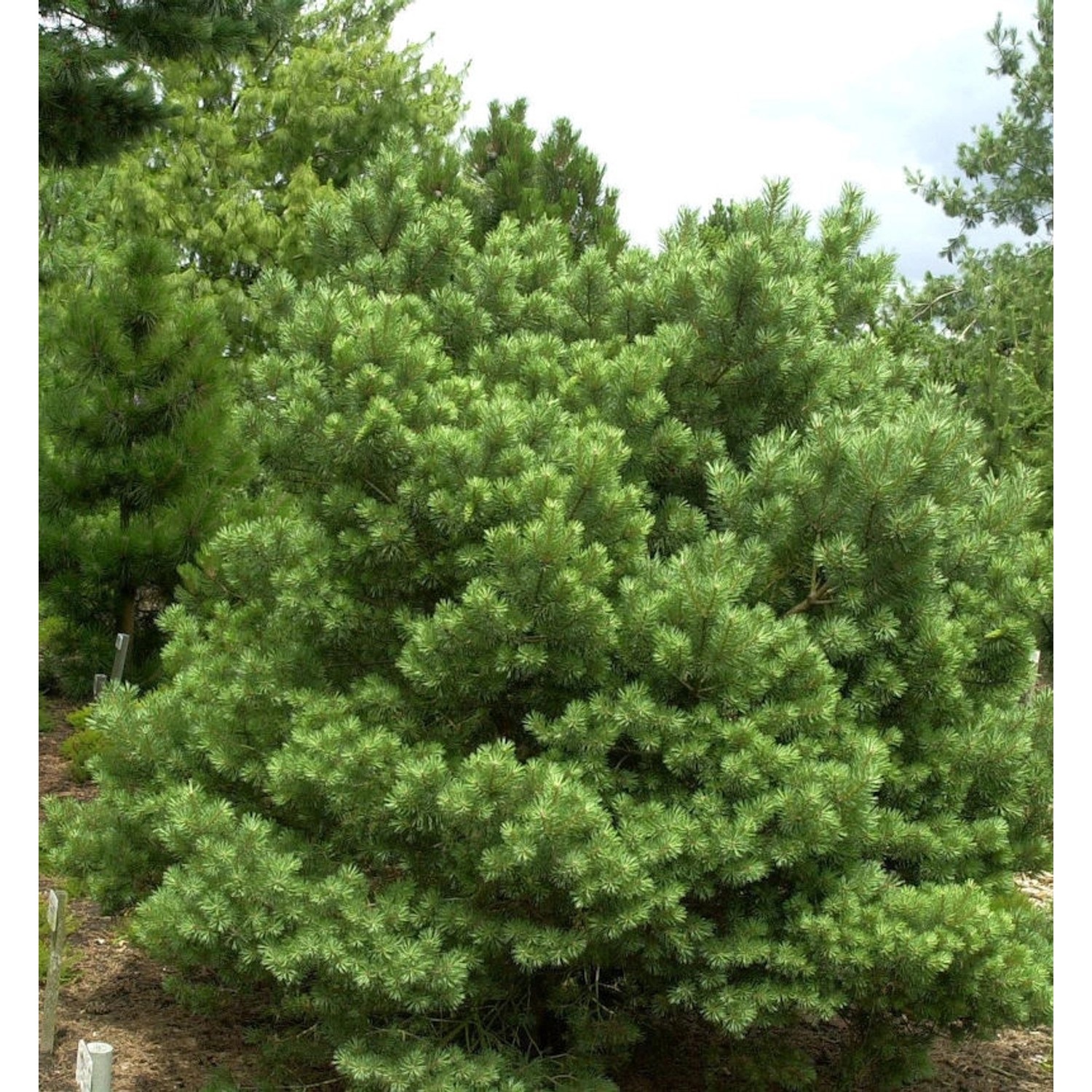 Zwerg Kiefer Sandringham 25-30cm - Pinus sylvestris günstig online kaufen