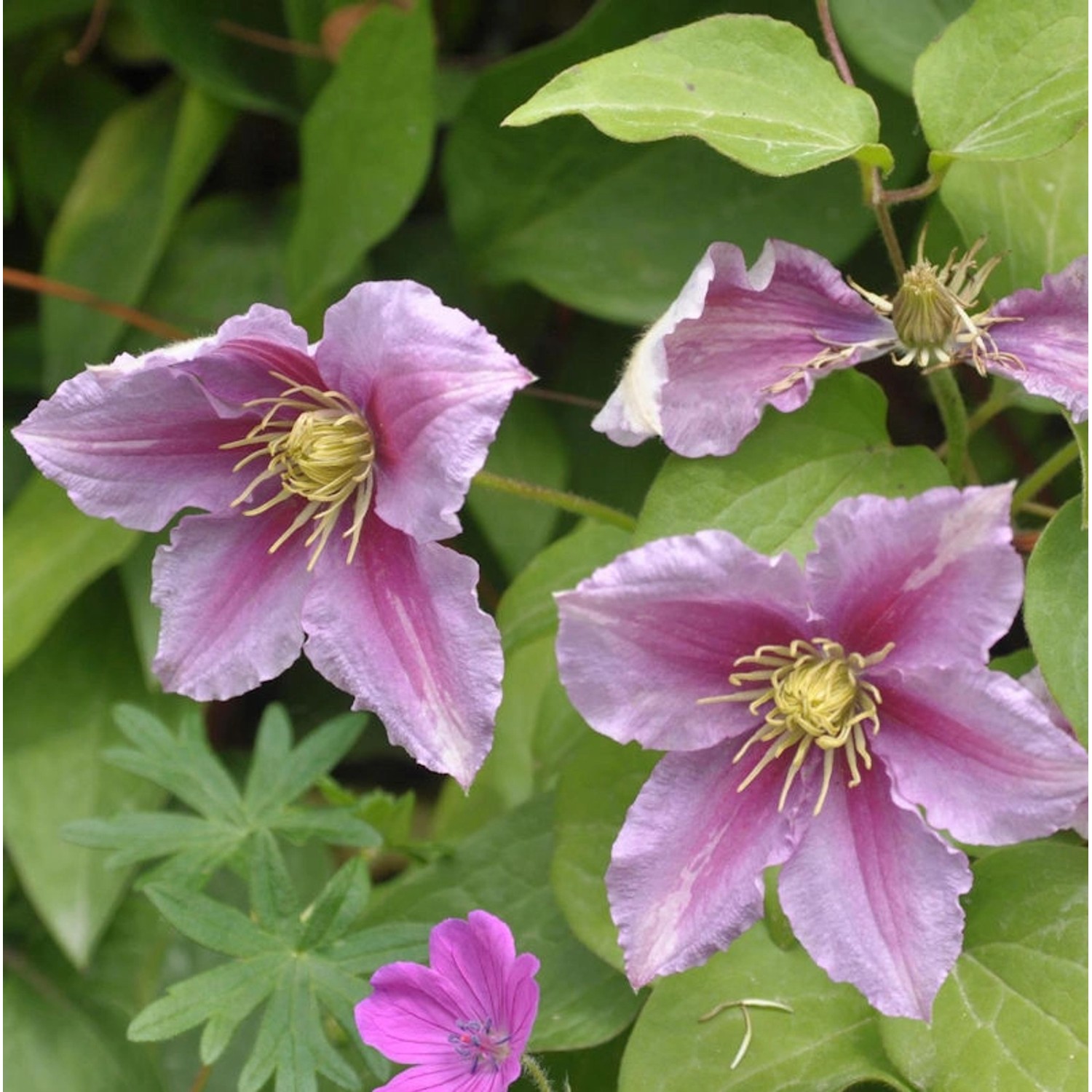 Evison Waldrebe Empress 60-80cm - Clematis günstig online kaufen