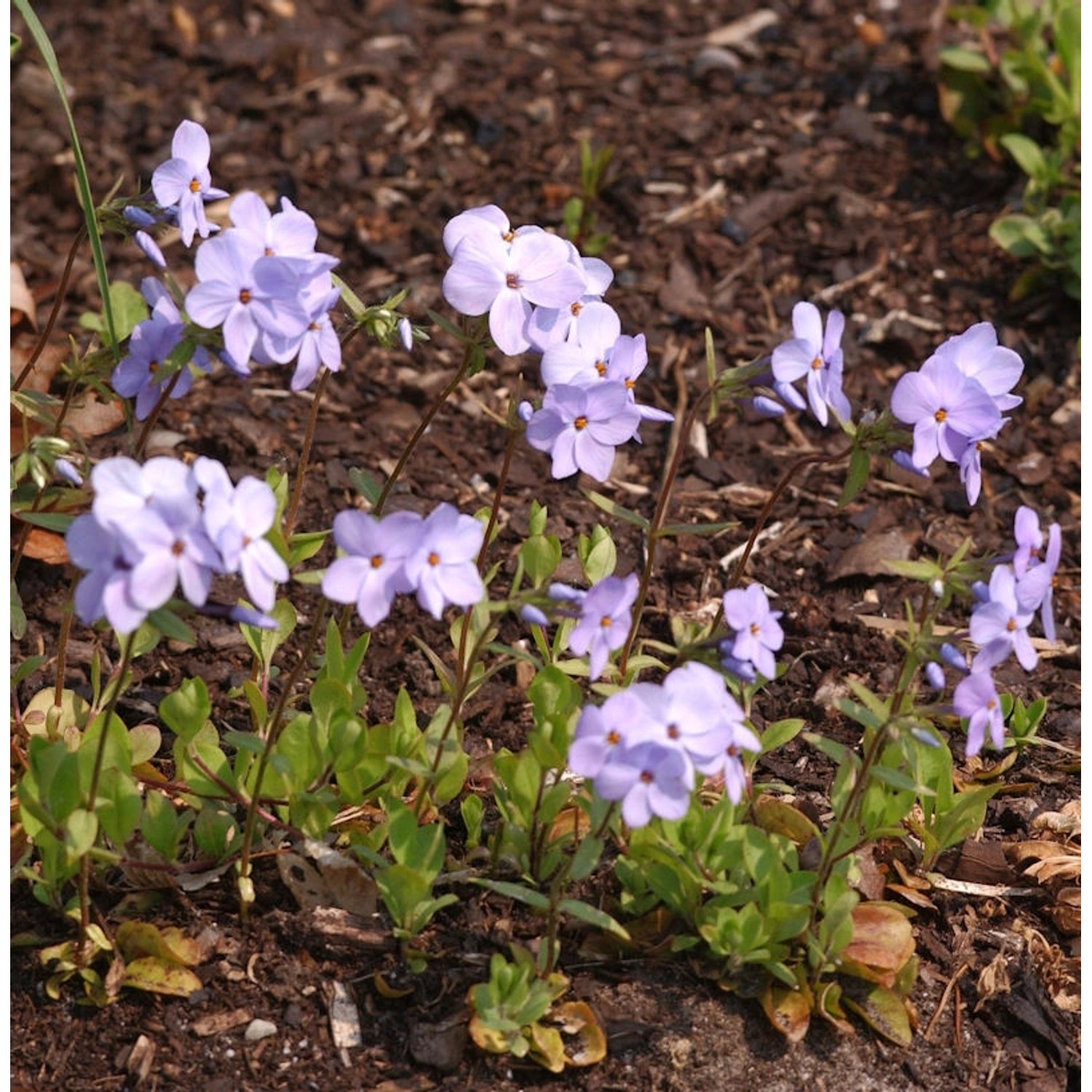 Wilder Phlox Blue Ridge - Phlox stolonifera günstig online kaufen